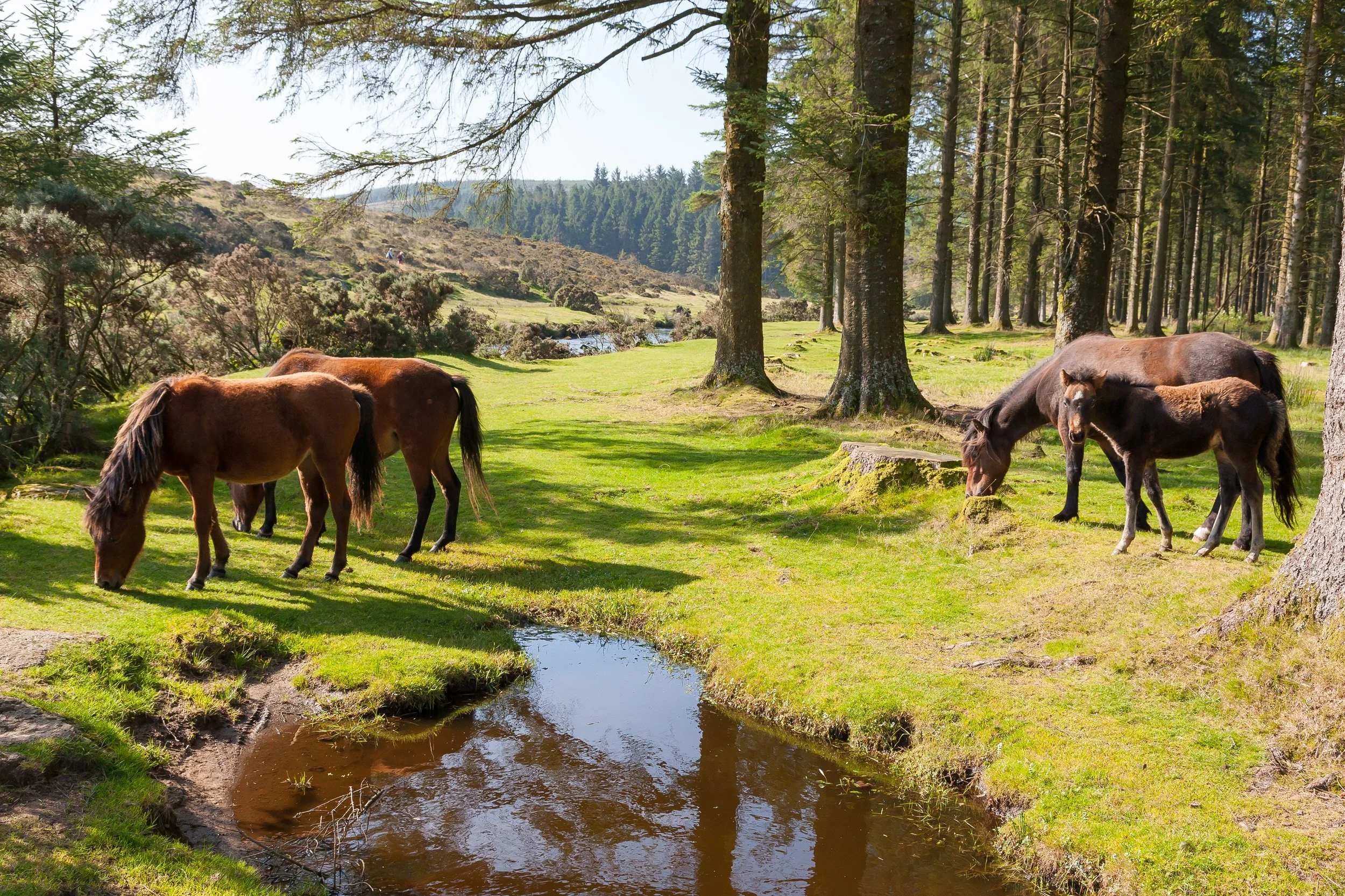 Wild ponies grazing beside a stream in a sunlit conifer forest