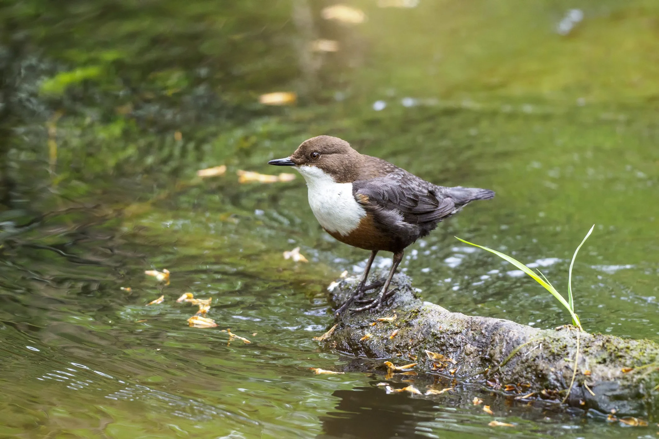 Brown dipper bird standing on a mossy rock in a flowing stream