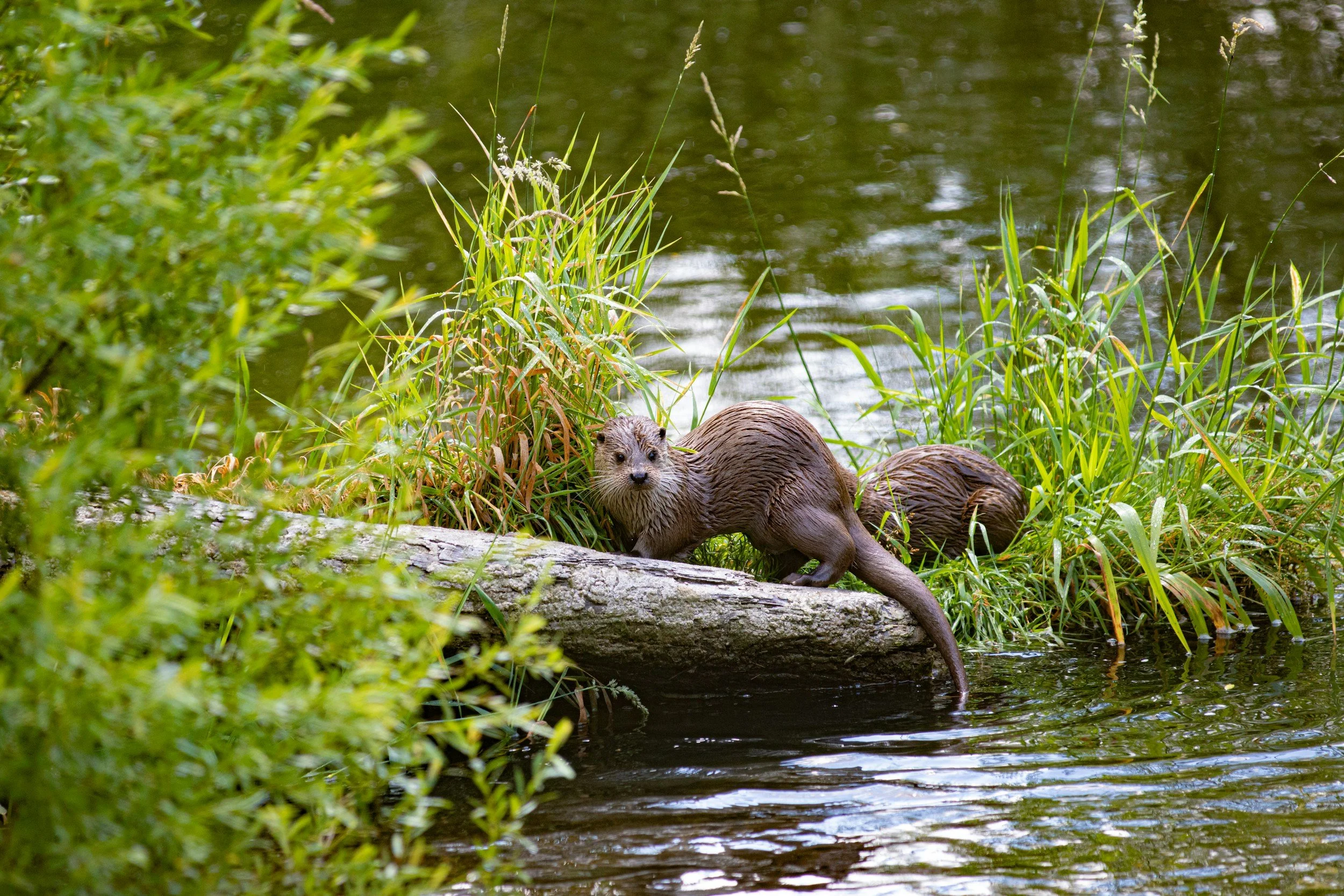 Two otters resting on a fallen log beside a lush, vegetation-lined pond