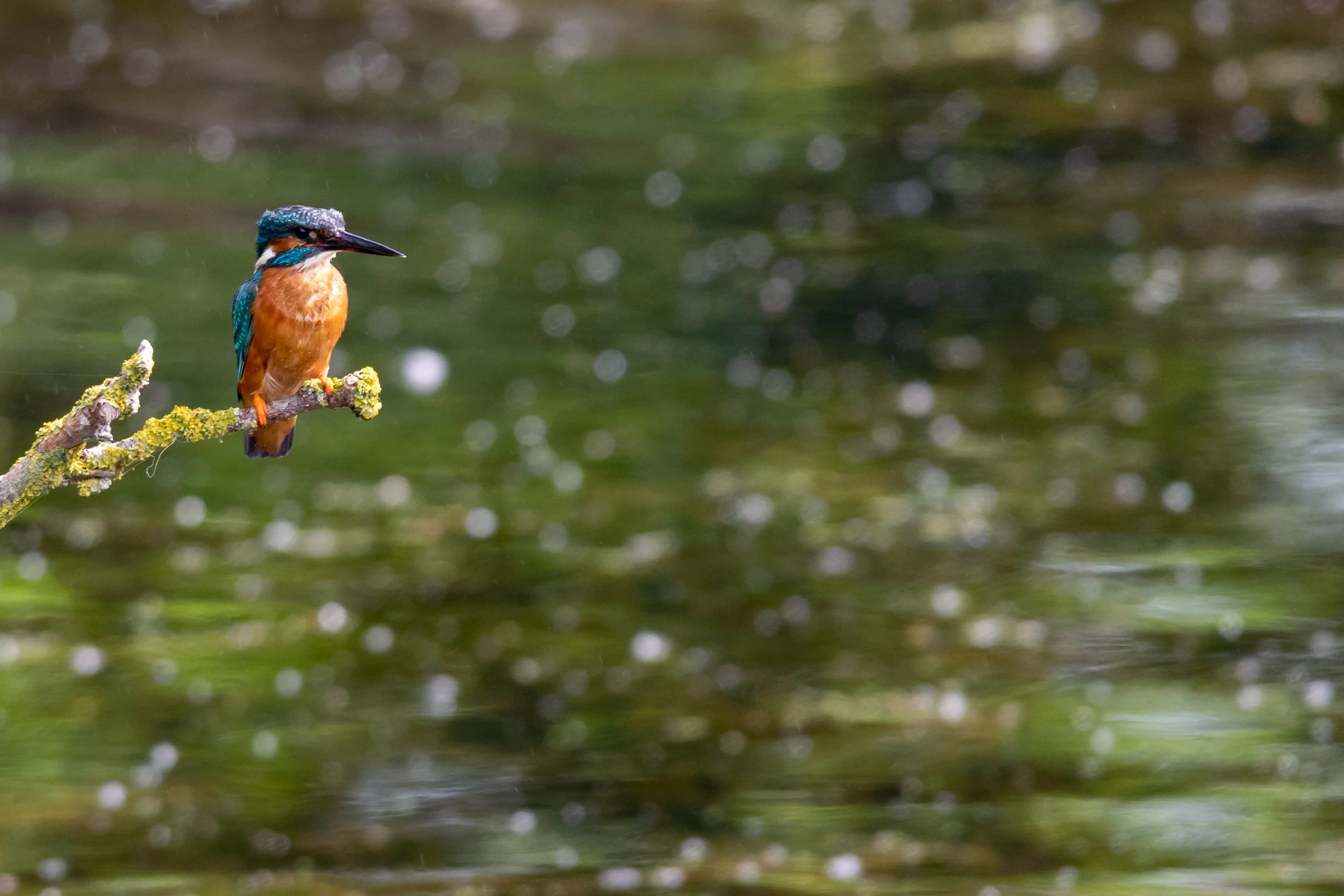 Colorful kingfisher perched on a moss-covered branch above a blurred river