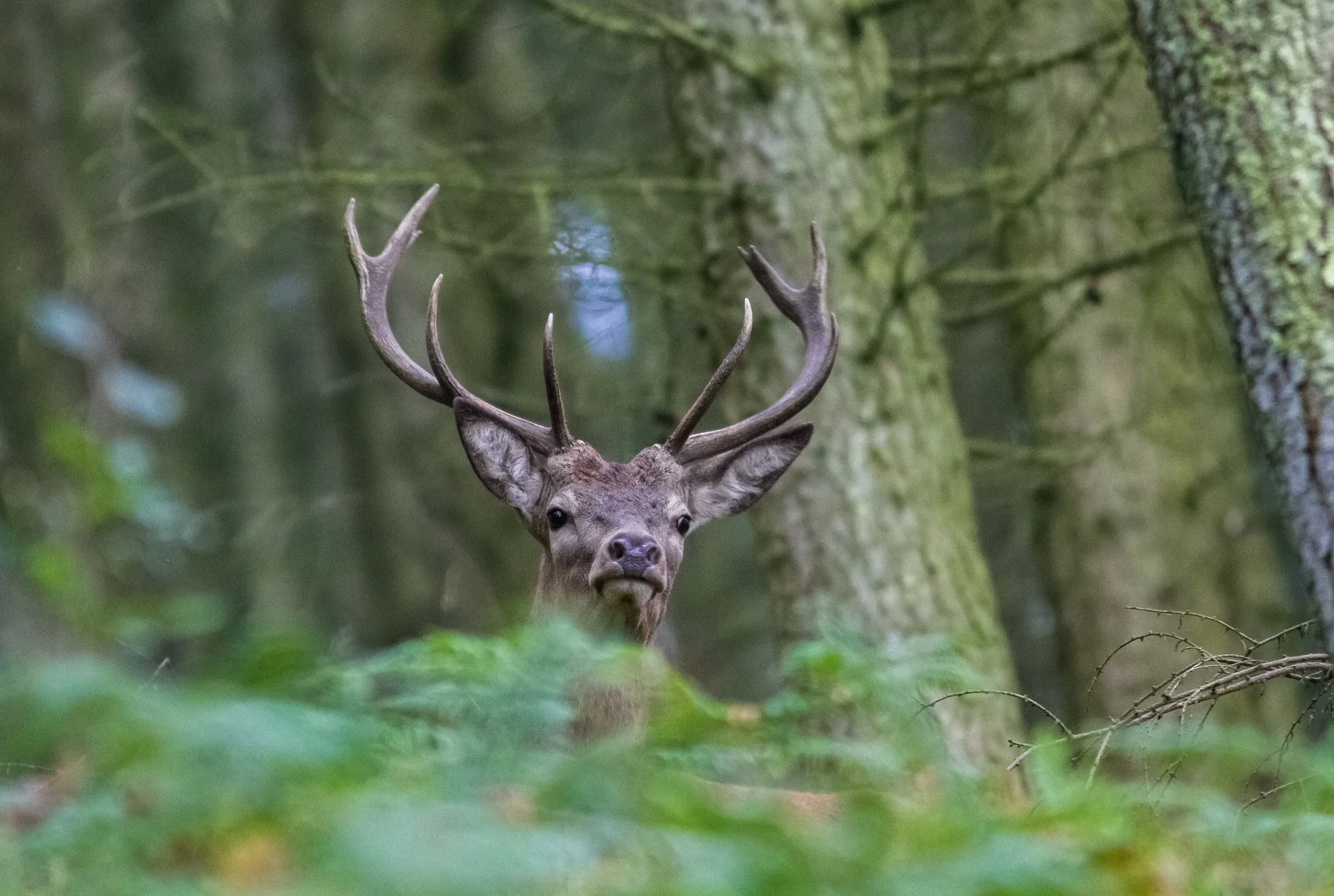 Male deer with large antlers standing in a forest