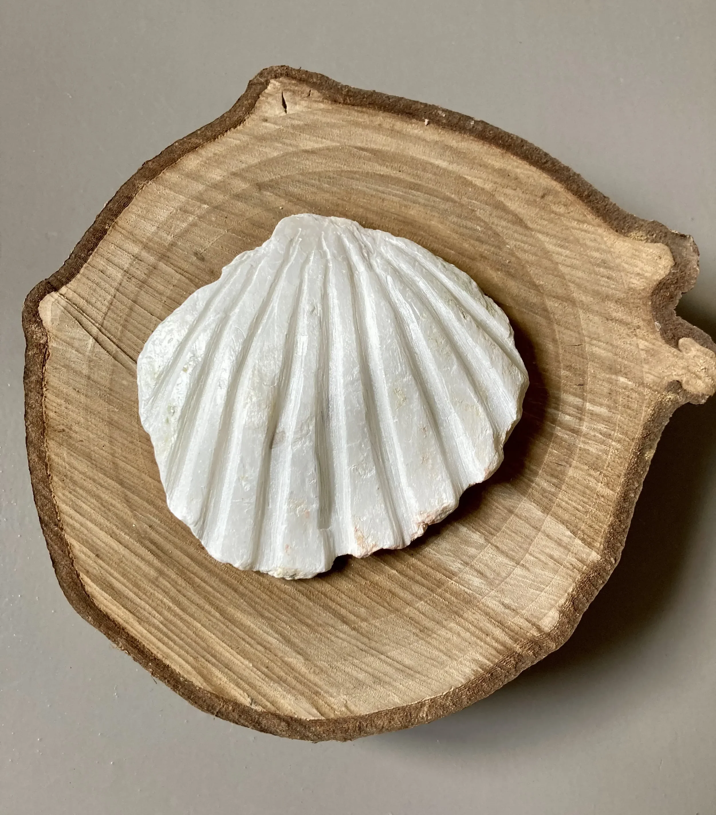 SINT JAKOBSSCHELP