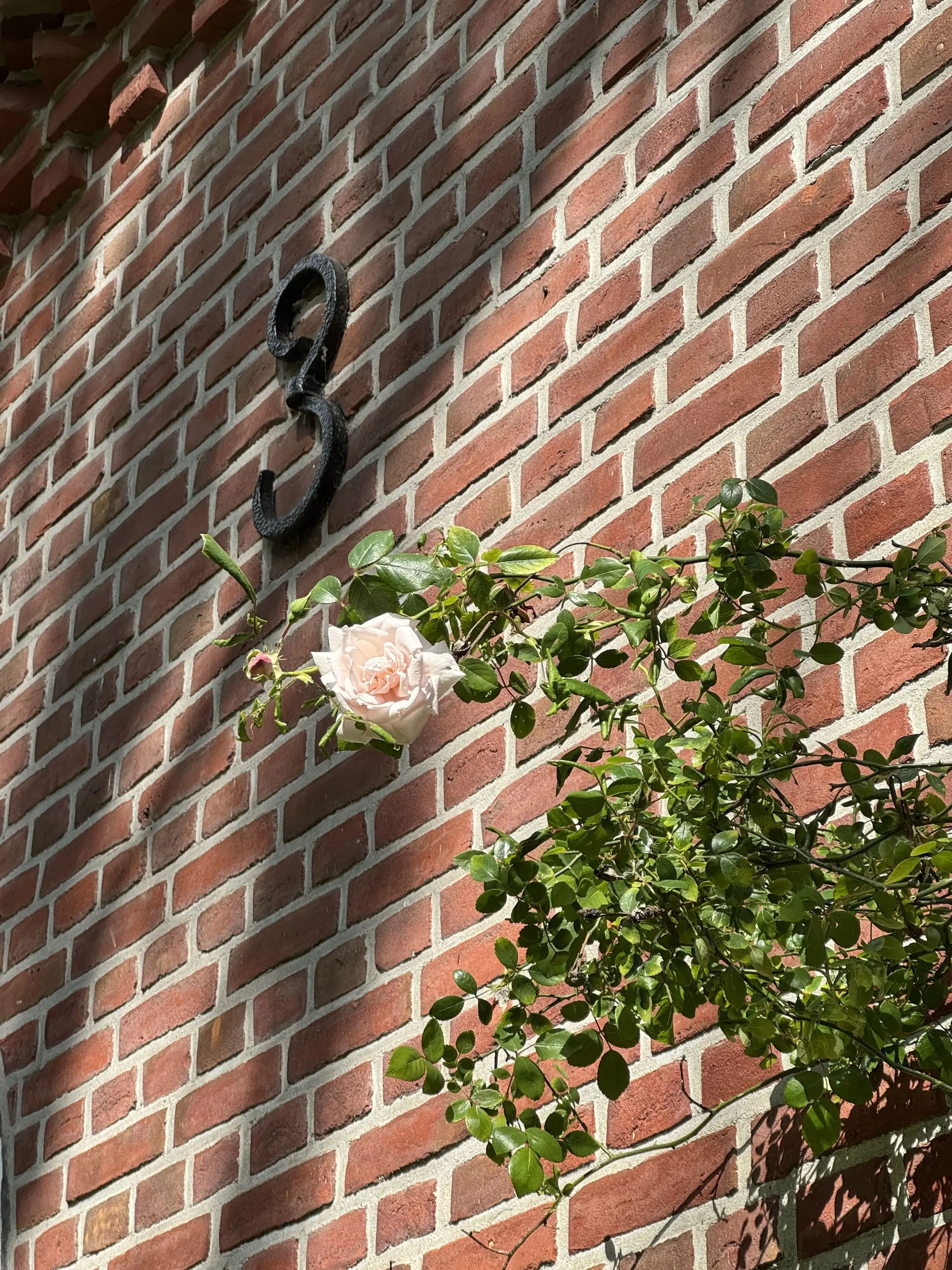 Roze bloeiende roos tegen een rode bakstenen muur met een gietijzeren nummer 3