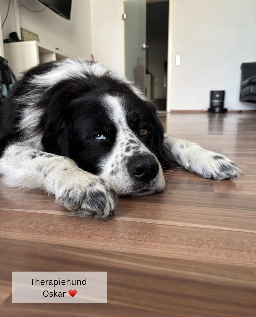 Darf ich vorstellen? Das ist Oskar &hearts;️ Er ist ein ausgebildeter Therapiehund, begleitet mich im Praxisalltag und sorgt eigentlich immer f&uuml;r ein L&auml;cheln und einen entspannte Atmosph&auml;re. Er begegnet Kindern ohne Erwartungen, ohne B