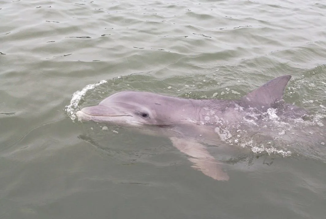 A dolphin swimming in the water with its head and part of its body visible.