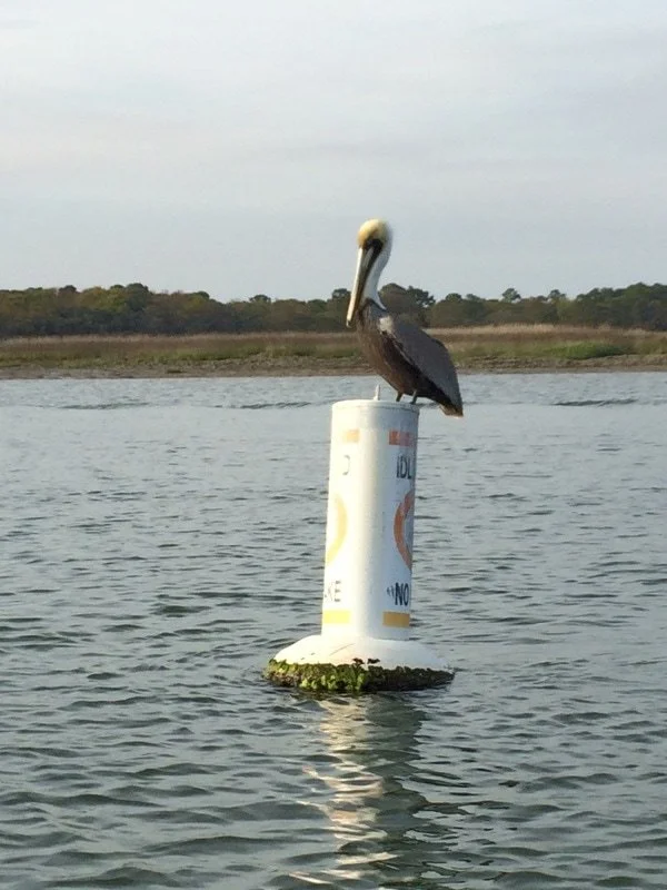 A pelican perched on a white buoy floating on a body of water, with a distant shoreline and trees in the background.