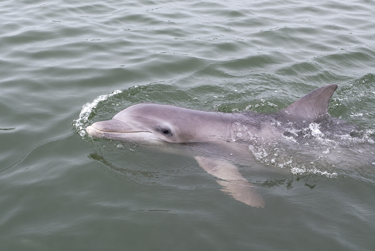 A dolphin swimming in the water with part of its body visible above the surface.