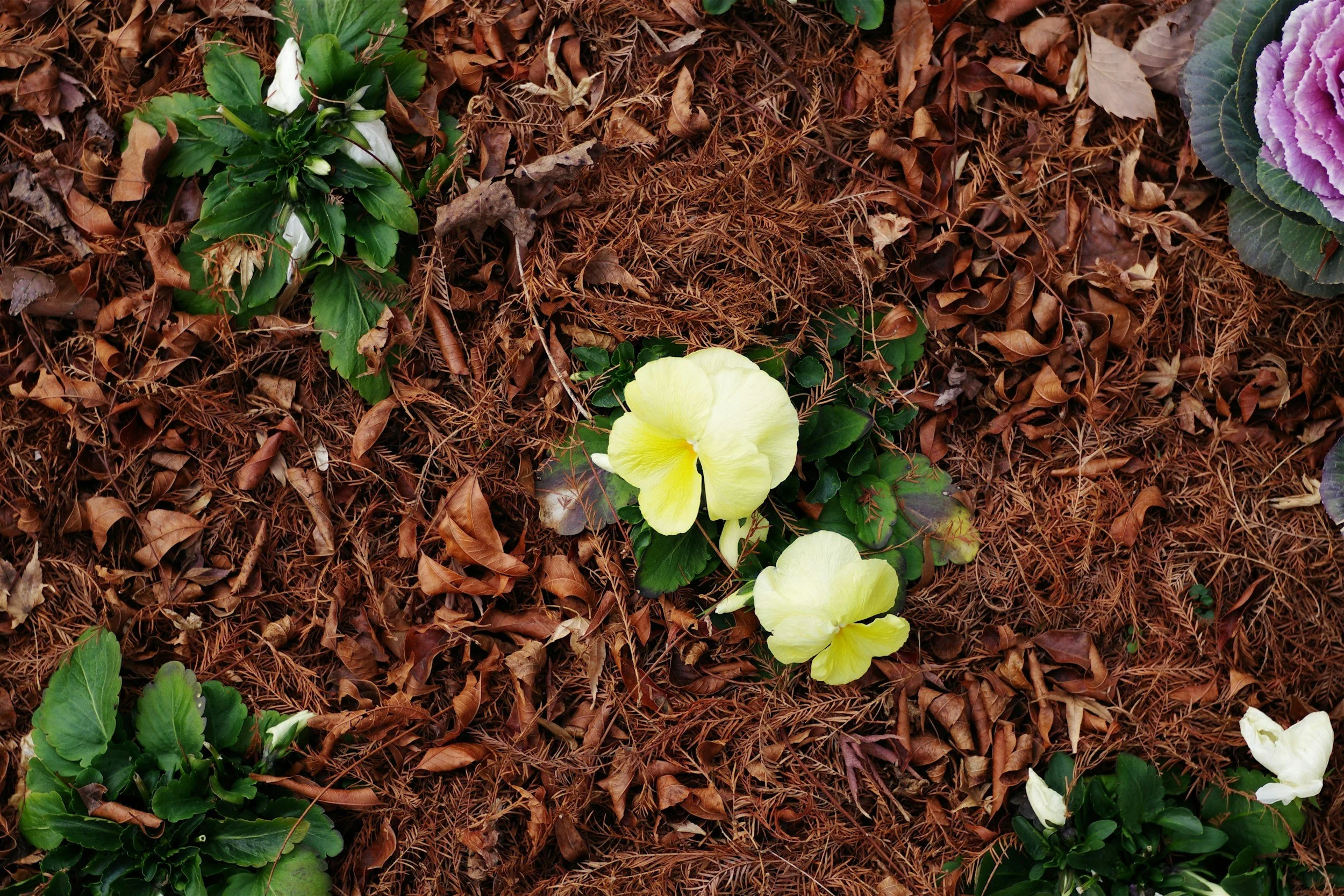 Close-up of fallen brown pine needles, green leaves from plants, and a few yellow and purple flowers on the ground.