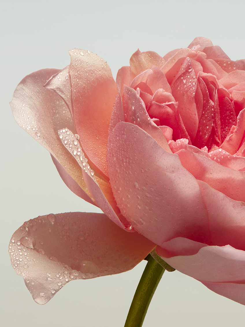 2000px-20260715T144513Z-1-001.png