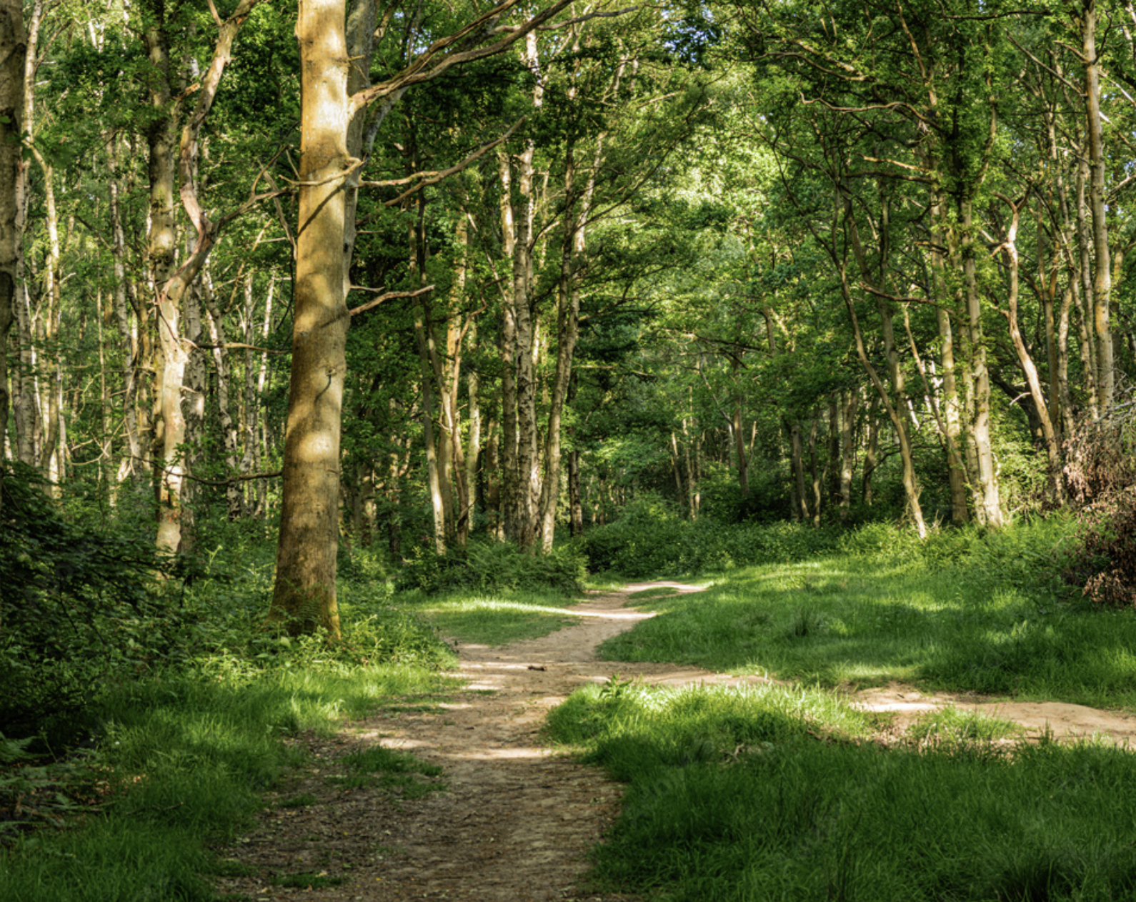 A forest- just for you.