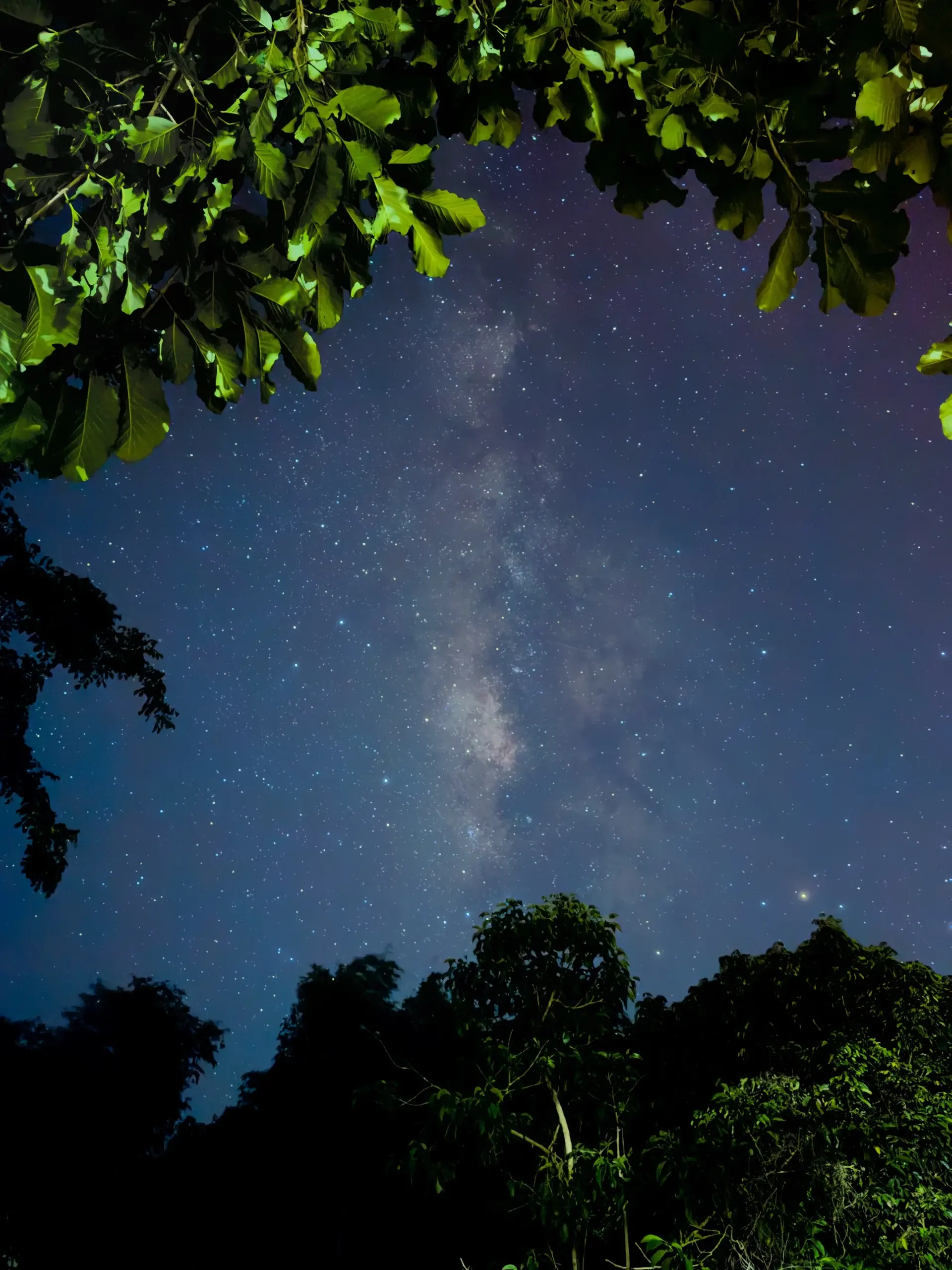 Night sky with Milky Way and bright stars framed by green tree branches overhead