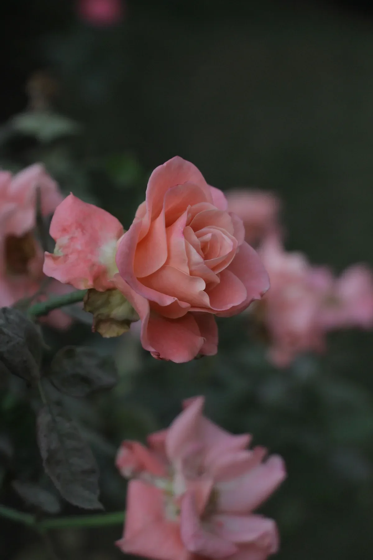 Cluster of lush red and pink garden roses against dark background with romantic lighting