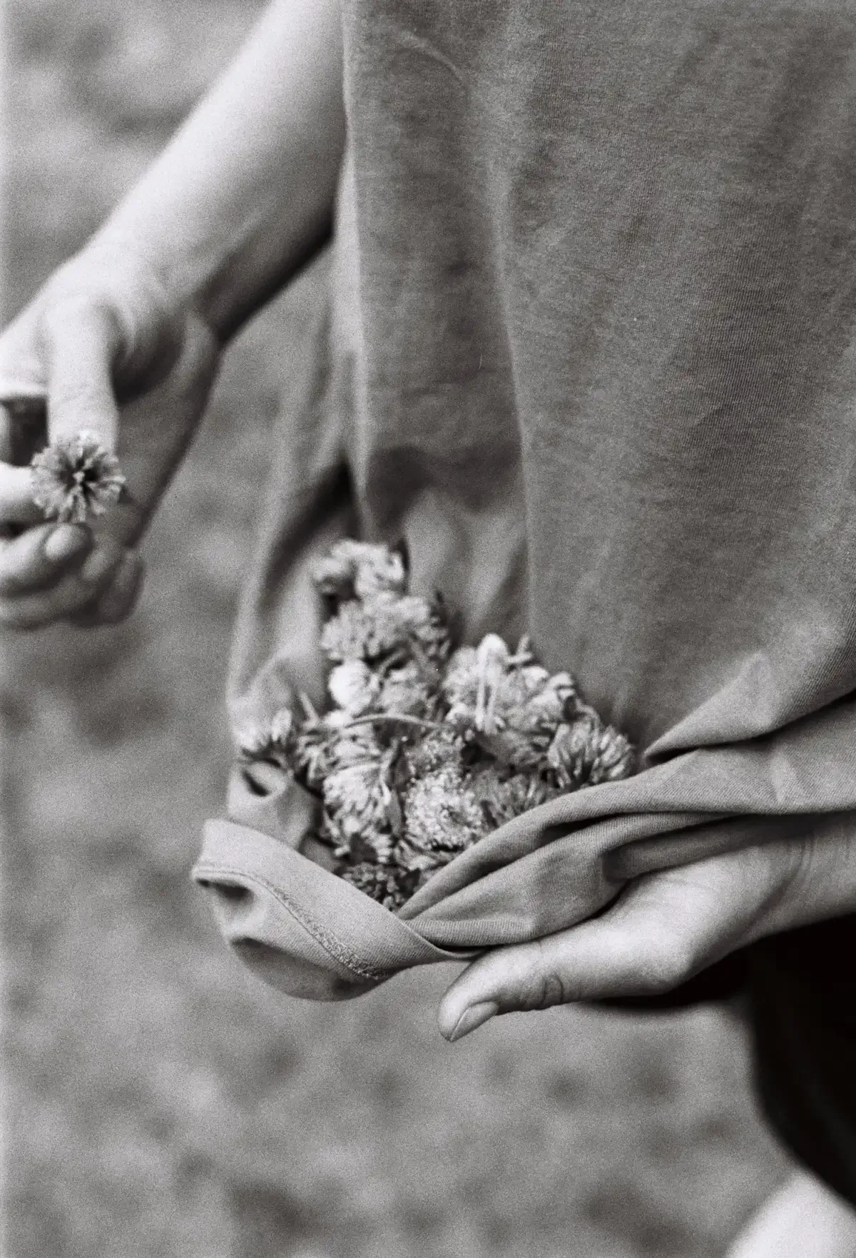 Hands holding wildflowers in a shirt