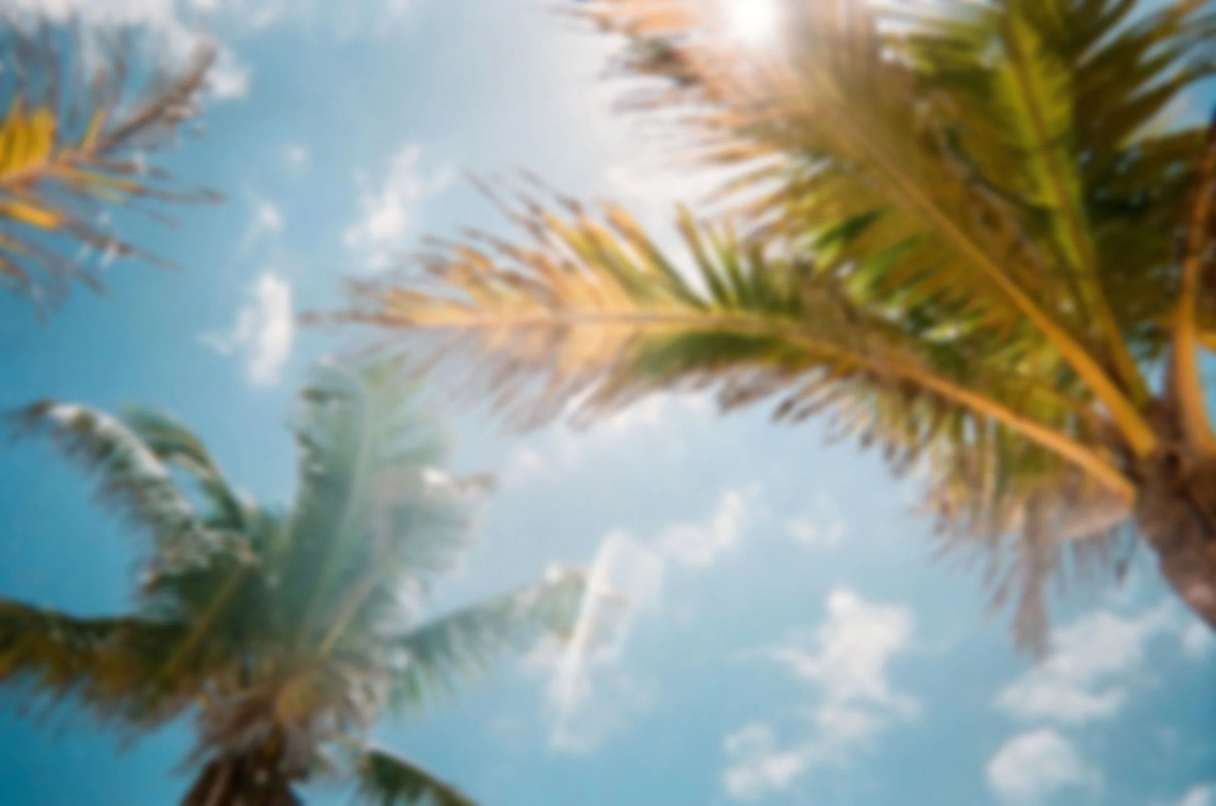 Blurred view of Florida palm trees against a partly cloudy sky.