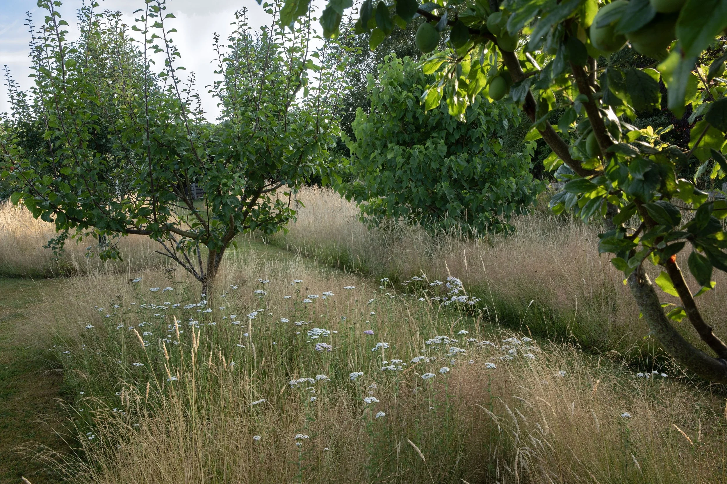 Simon Forrester wildlife gardening 4.jpg