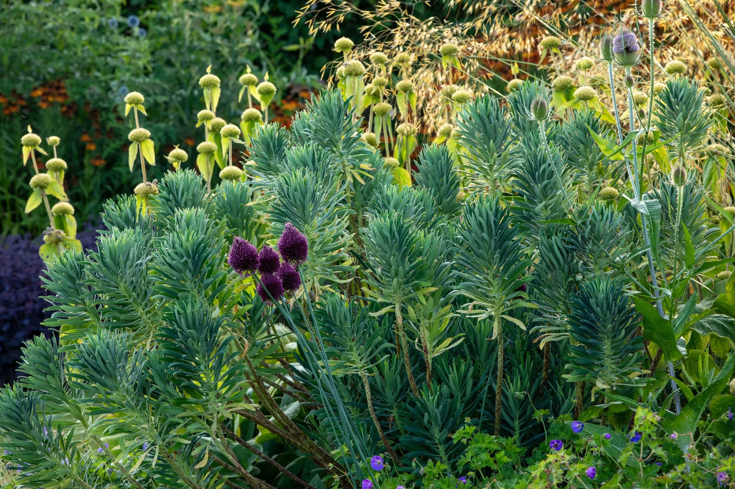 A garden scene featuring tall thistle plants with round purple and yellow flower heads, surrounded by green foliage and purple flowers in the foreground.