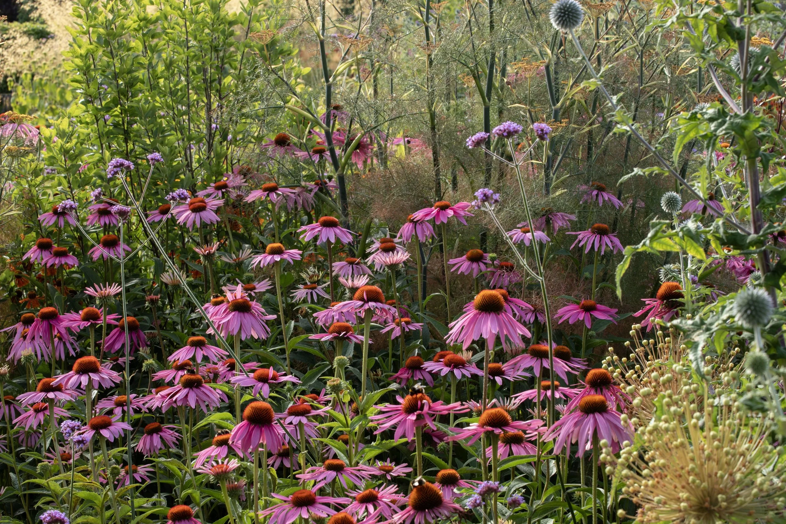 Simon Forrester Climate Resilience gardens 2.jpg
