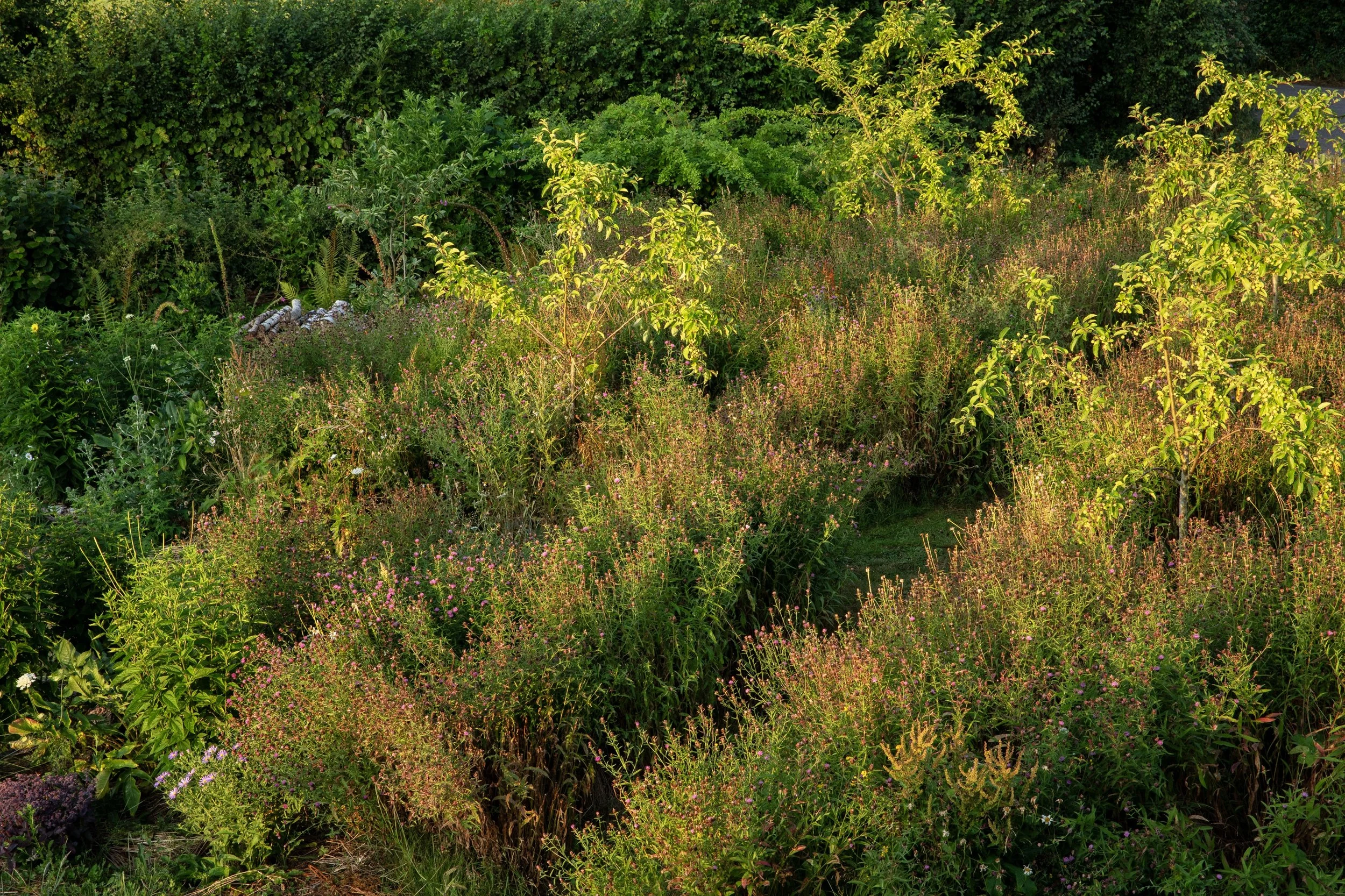 Simon Forrester low maintenance gardening 2.jpg