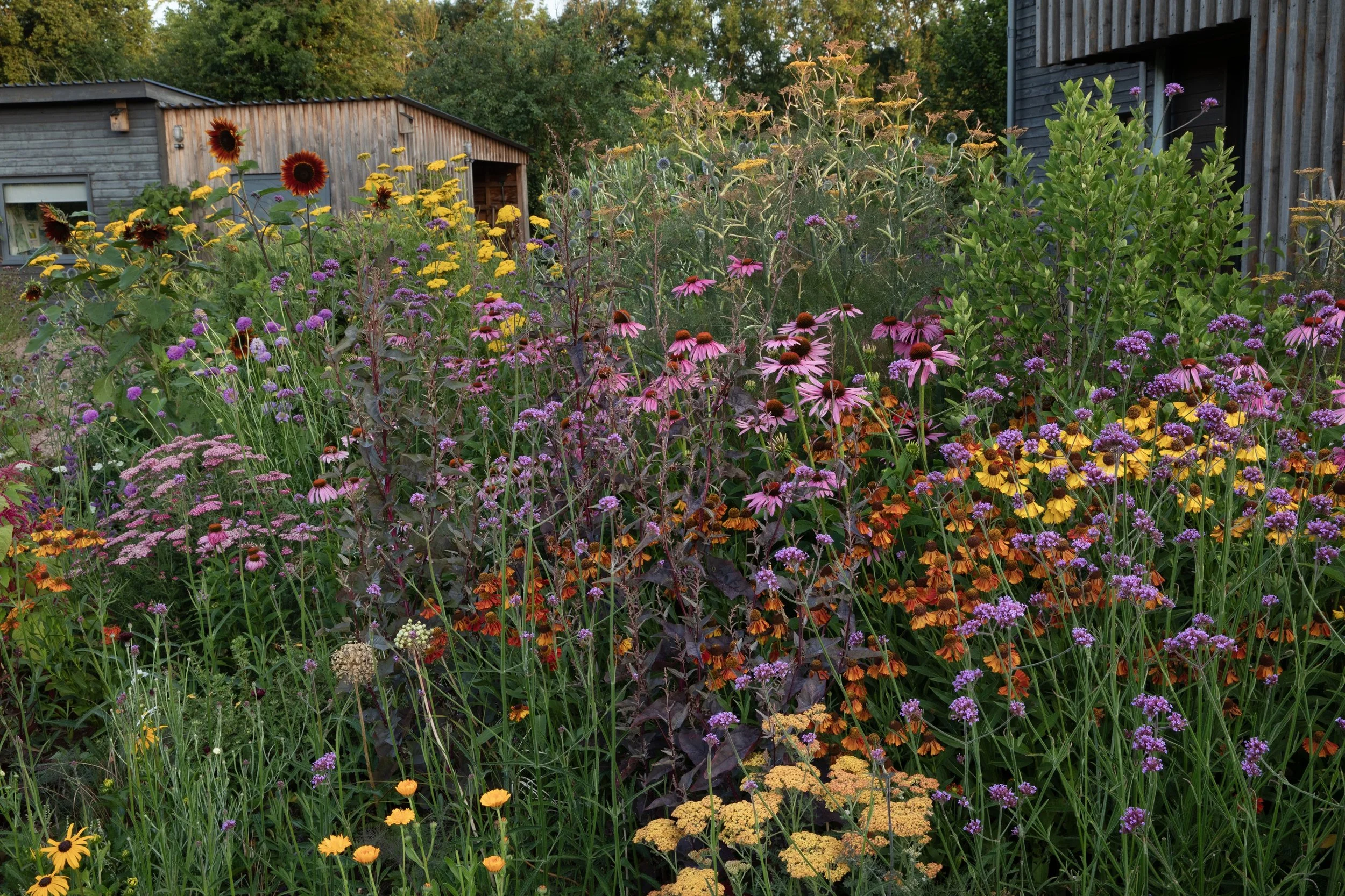 Simon Forrester Climate Resilience gardens 3.jpg