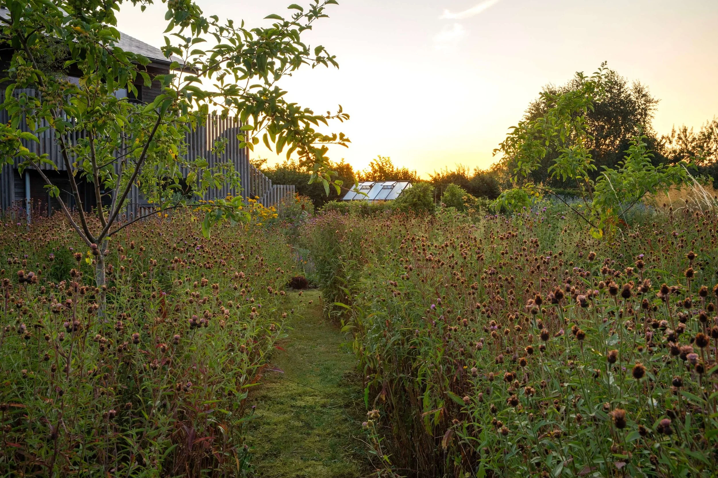 Prairie planting