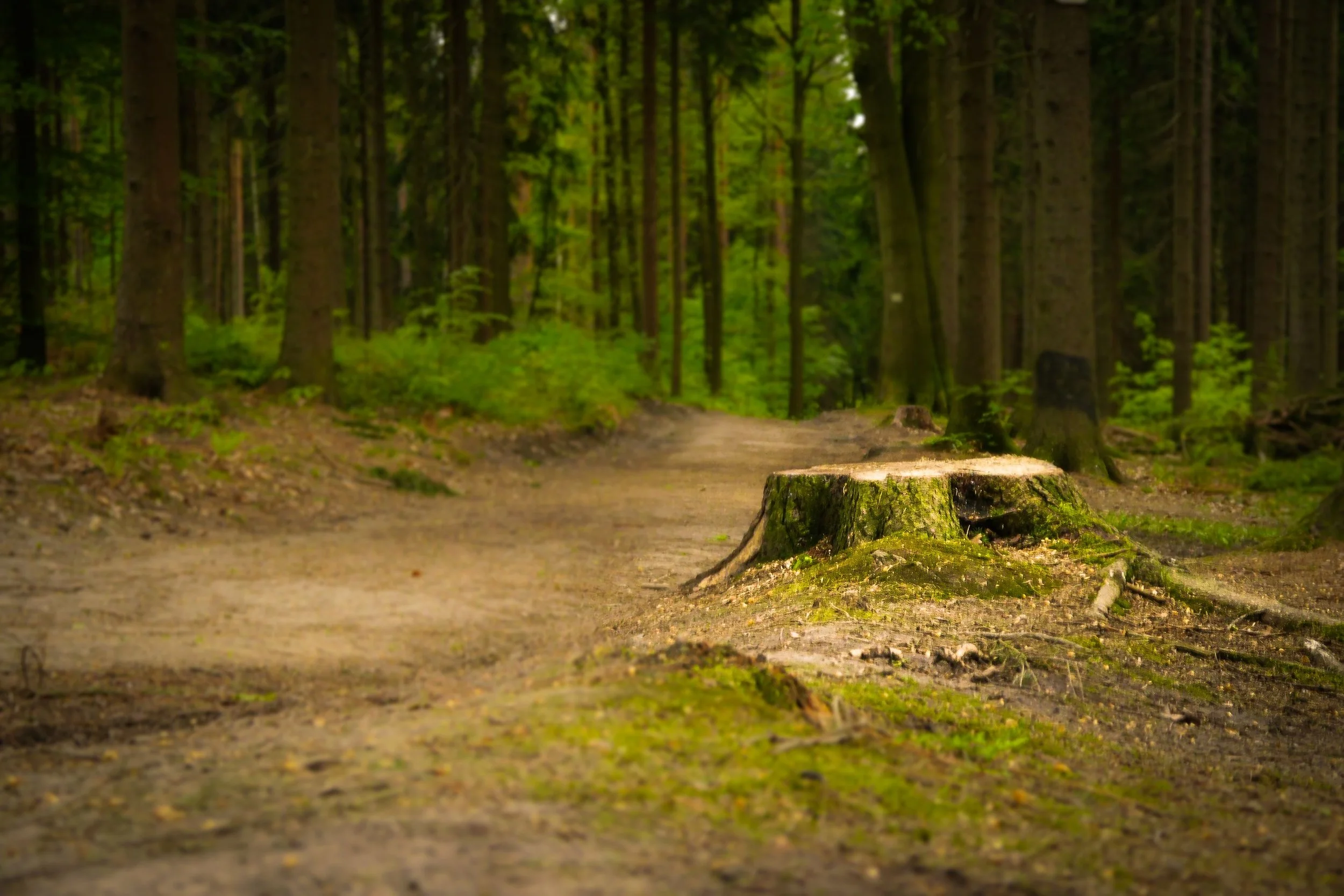 Stump Grinding vs. Stump Removal: Which Is the Better Choice for Your Property?