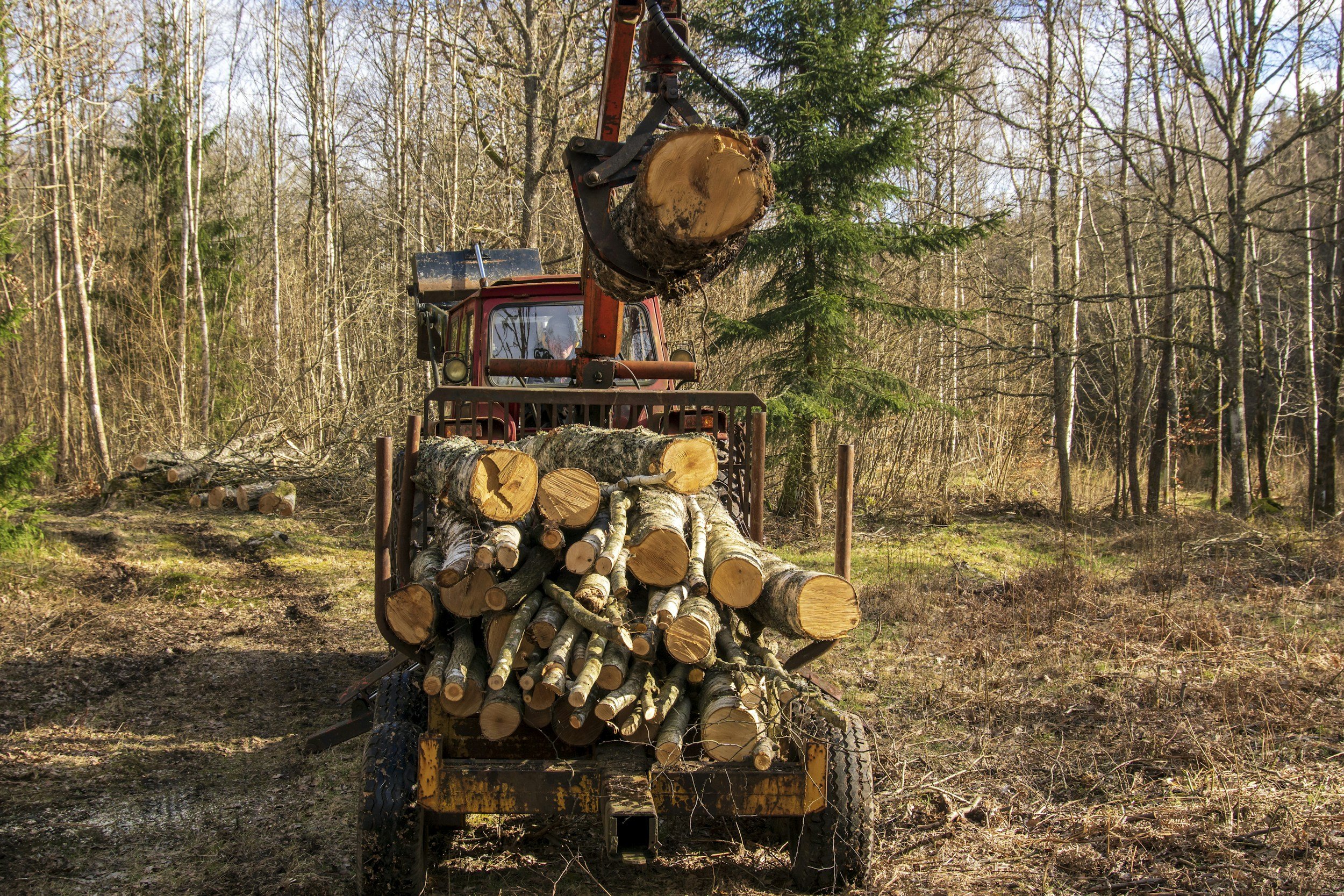 What Happens After Stump Grinding? Everything Homeowners Need to Know