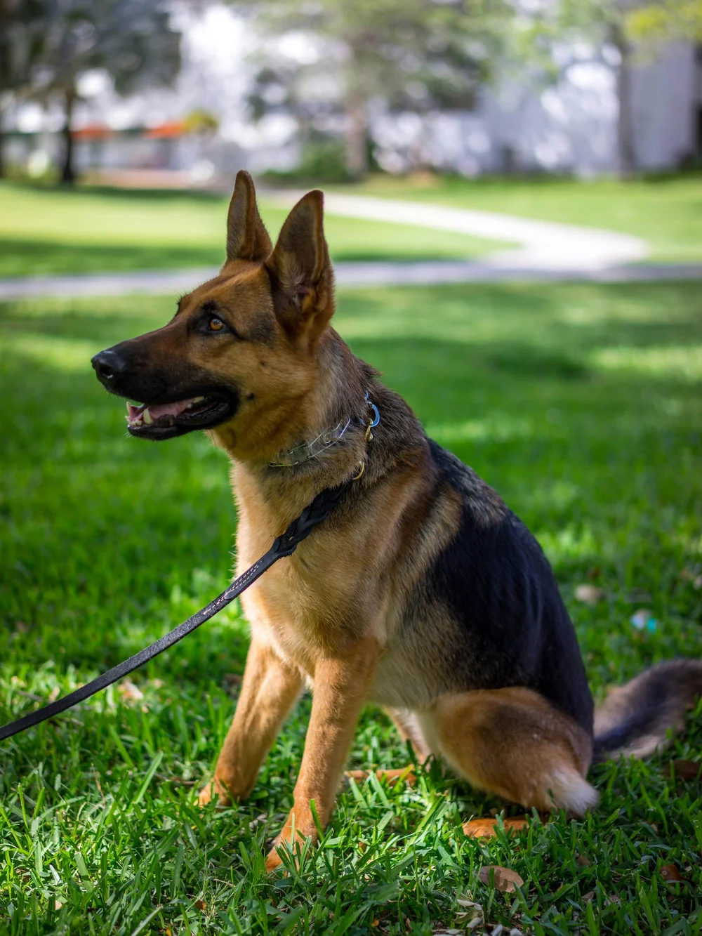 Dog training session