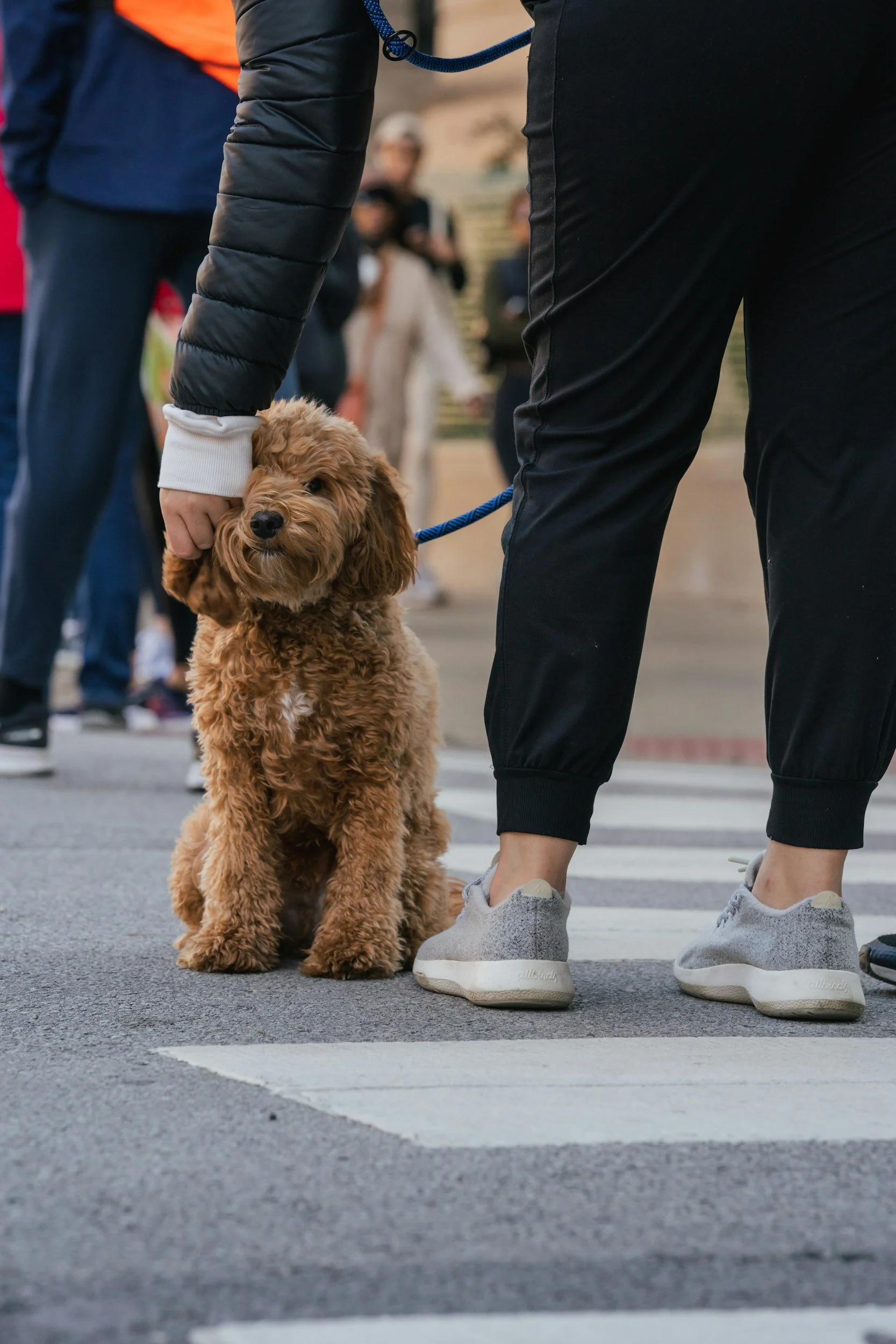 A person in gray sneakers and black pants stands next to a fluffy, light brown dog on a leash at a crosswalk, with a group of people blurred in the background.
