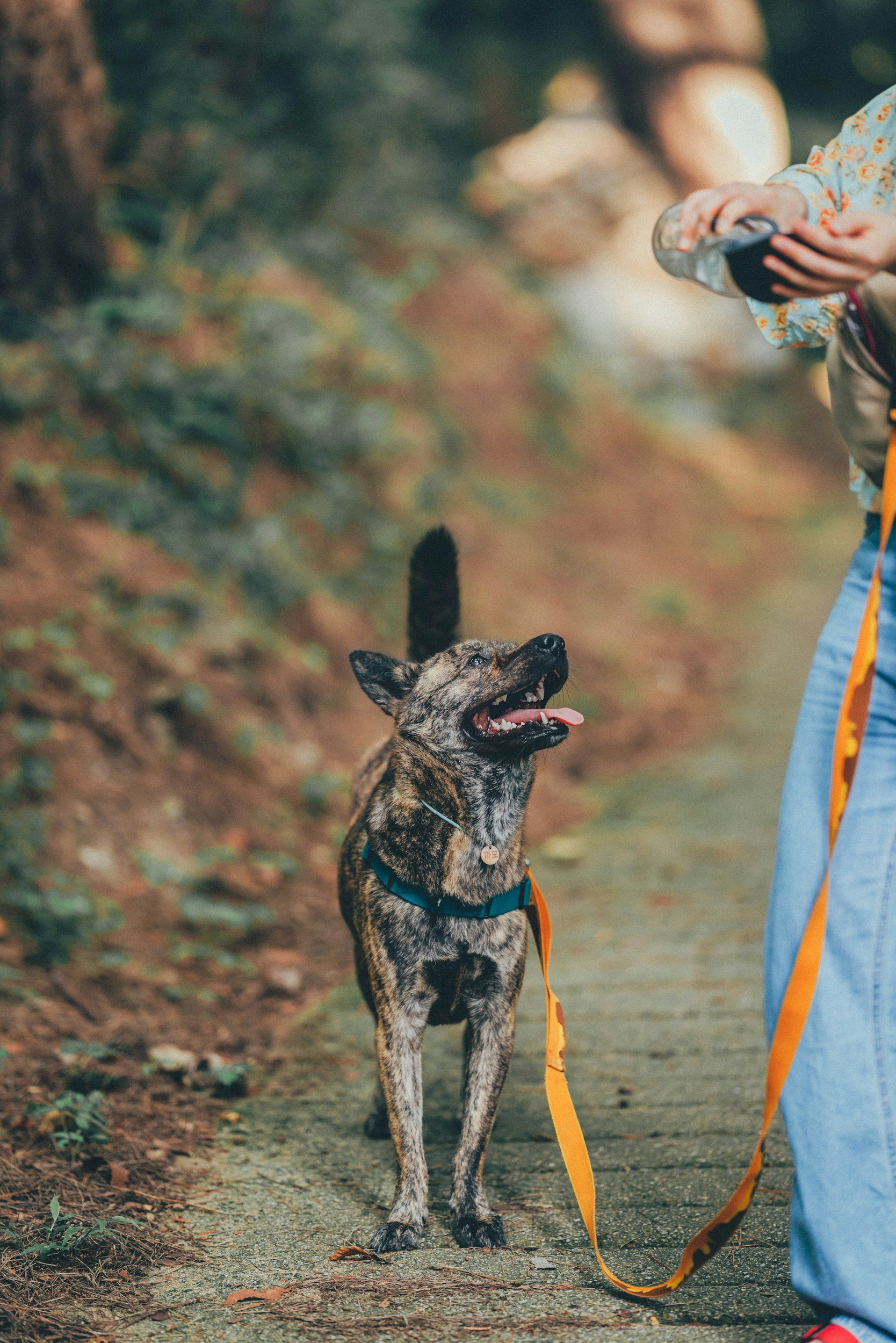 A person holding a water bottle stands next to a smiling brindle-coated dog on a leash outdoors along a paved path with fallen leaves, with a blurred background of trees and greenery.
