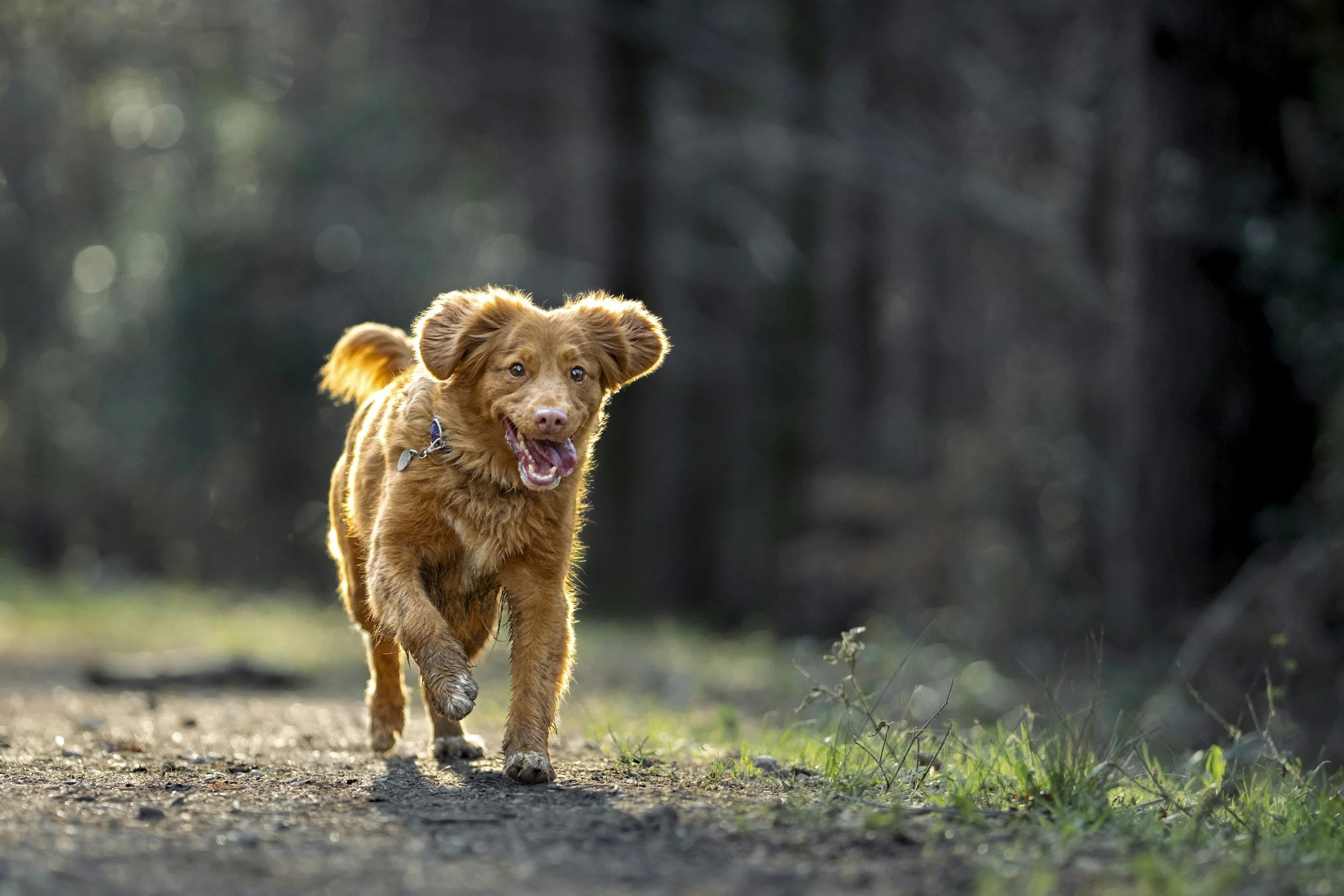 A brown puppy running on a dirt path in a park or forest with a blurred background of trees and greenery.