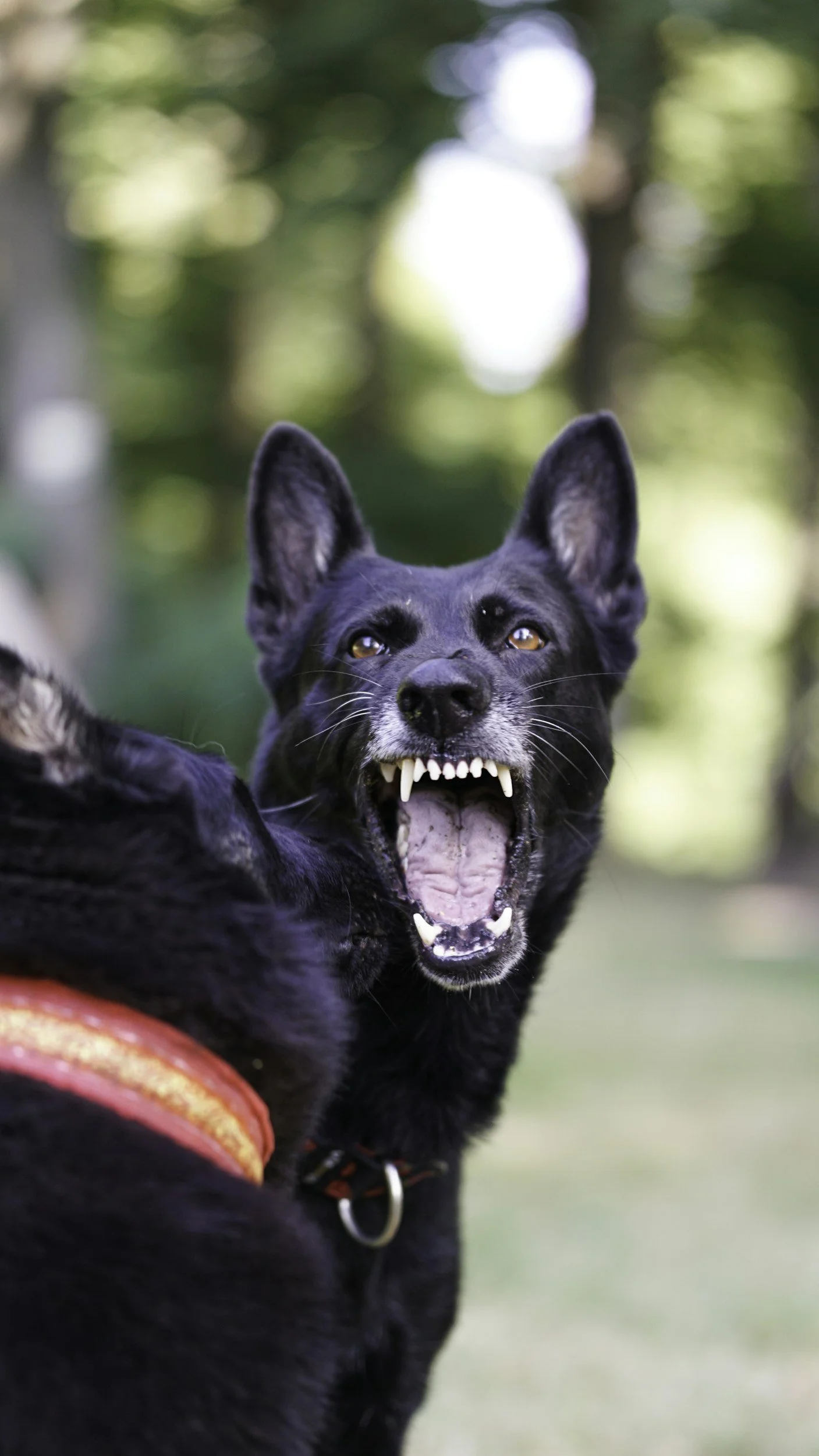 A black dog with pointy ears, showing teeth and with eyes looking upward, outdoors with blurred green trees in the background.