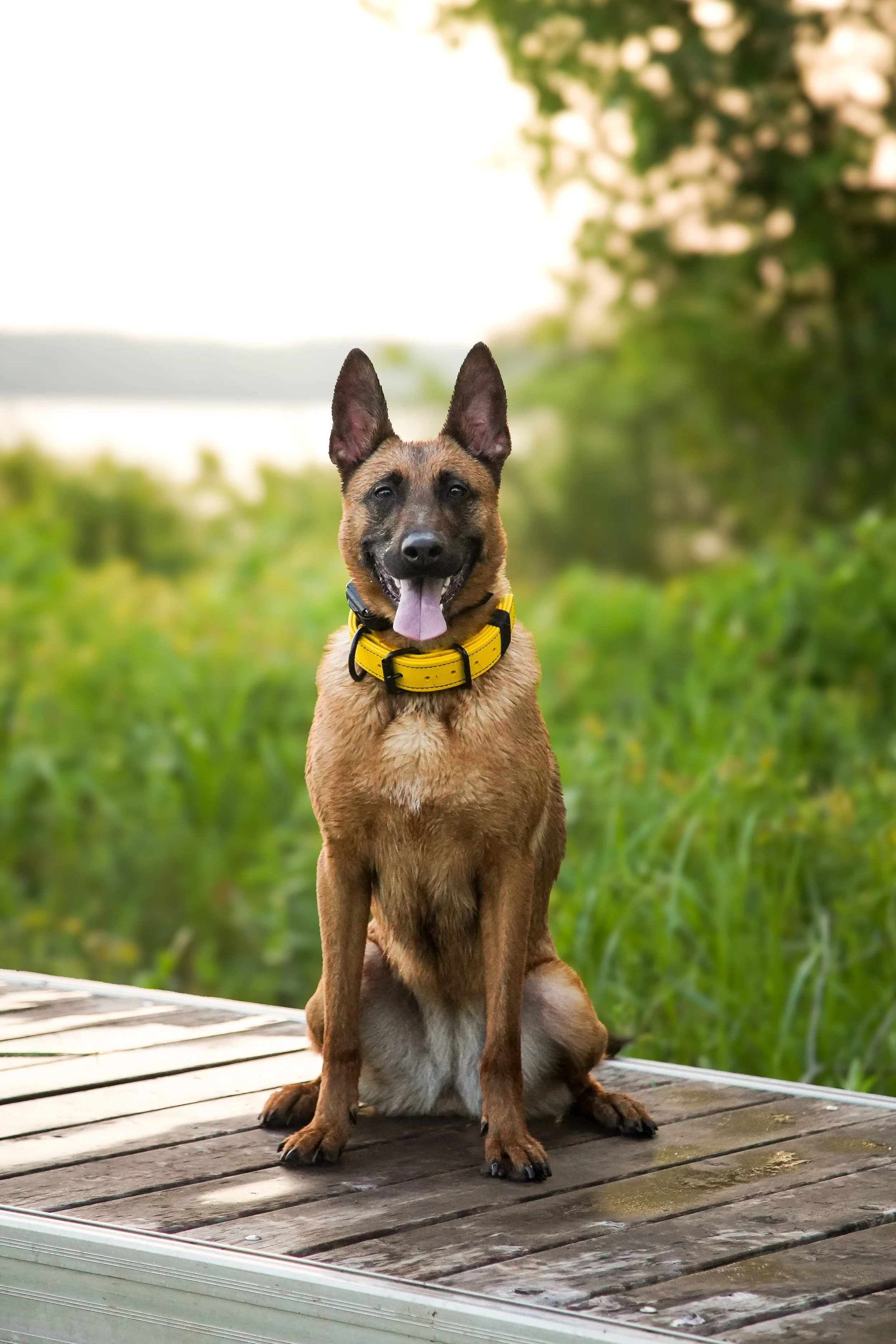 A Belgian Malinois dog with a yellow collar sitting on a wooden dock near a body of water, surrounded by green grass and trees, during sunset or sunrise.