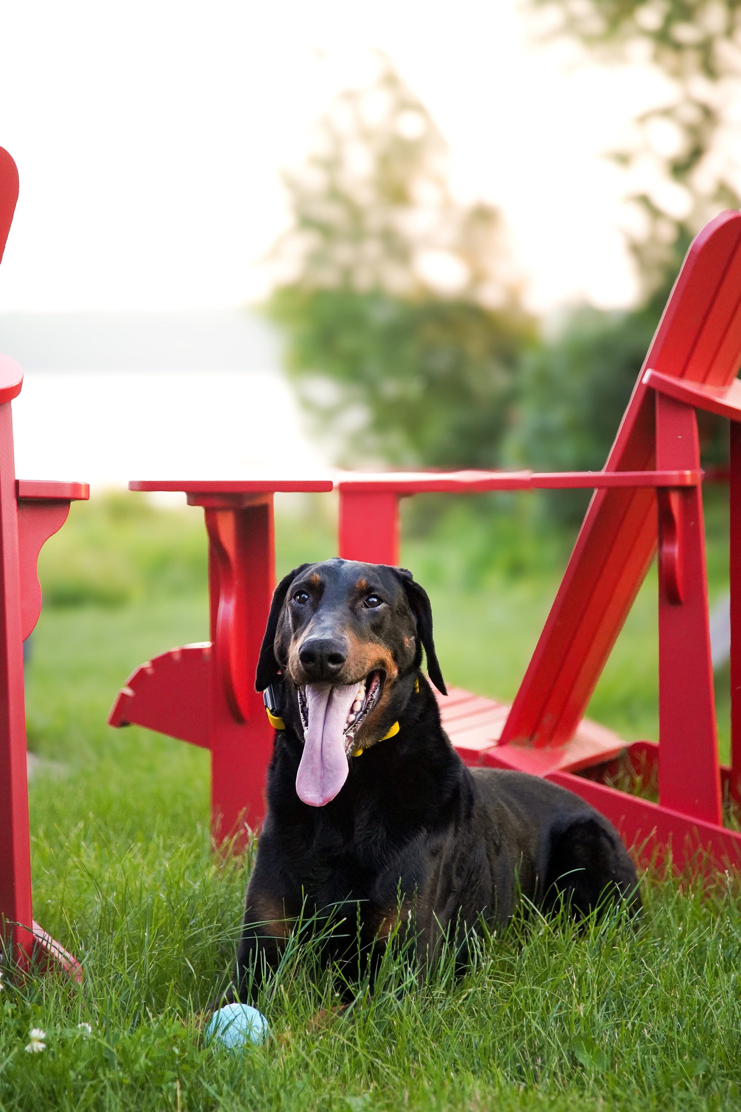 A black and tan dog, possibly a Rottweiler, with its tongue out, sitting in lush green grass in front of a red Adirondack chair and a small blue ball. The background is blurred with trees and bright sky.