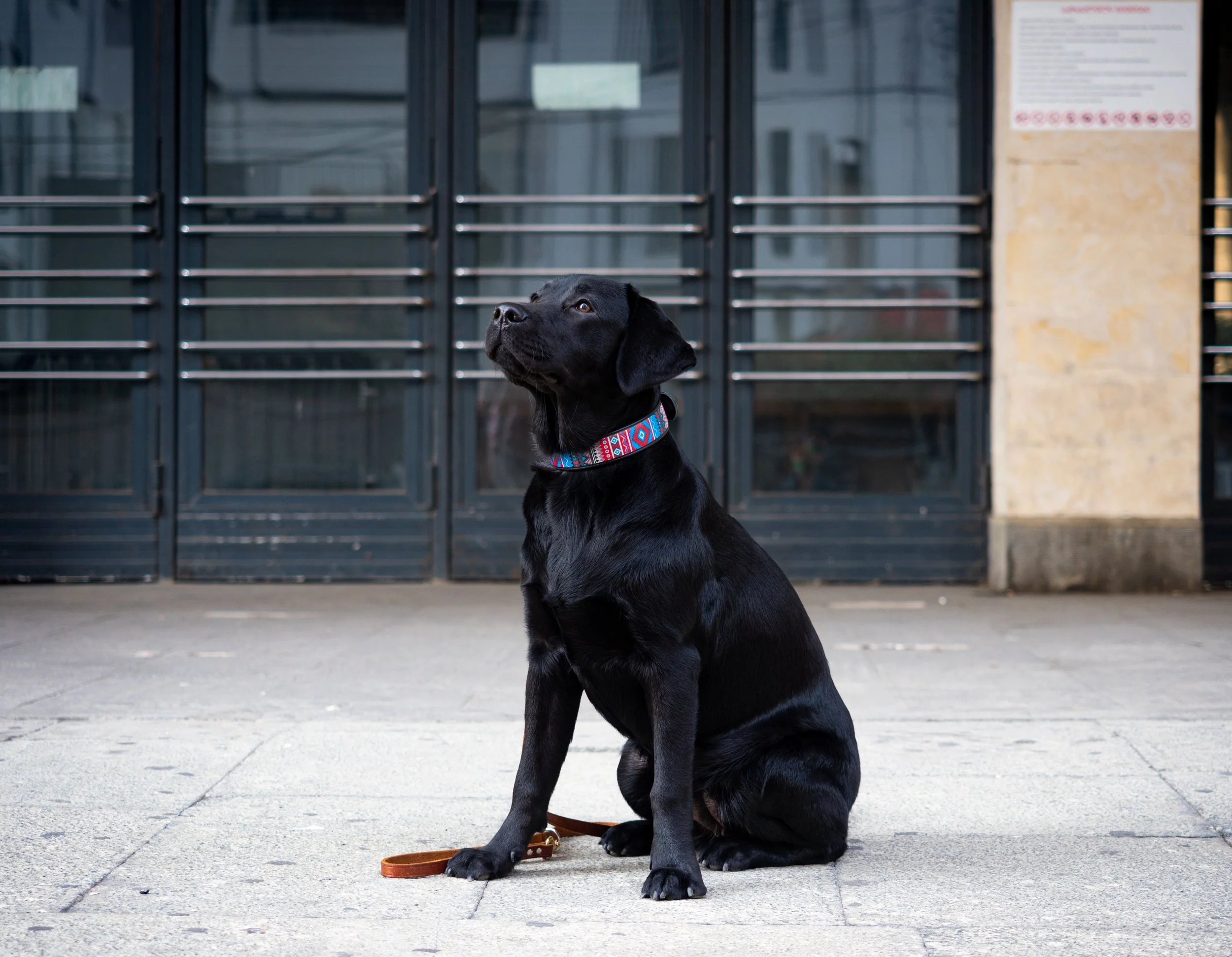 Black dog with a colorful collar sitting on a sidewalk in front of a dark metal gate.
