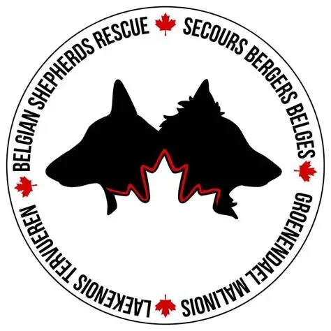 Logo of Belgian Shepherd rescue, featuring black silhouettes of two Belgian Shepherd dogs facing opposite directions, surrounded by text and red maple leaves.