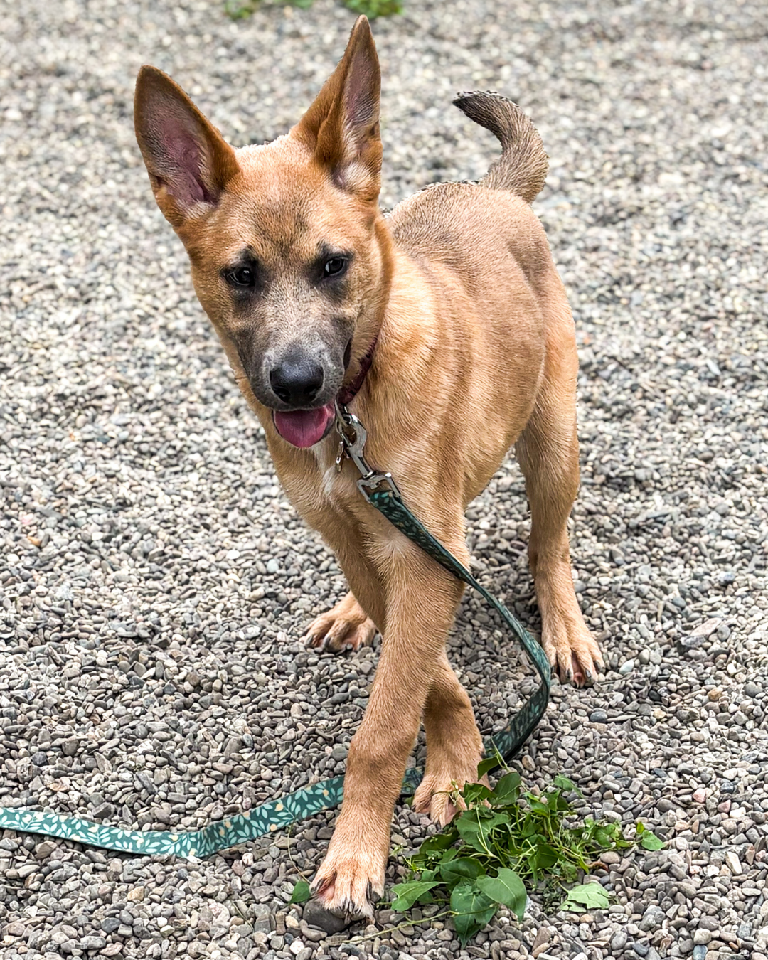A young brown dog with pointed ears and a collar, standing on gray gravel, holding a green leafy plant with one paw.