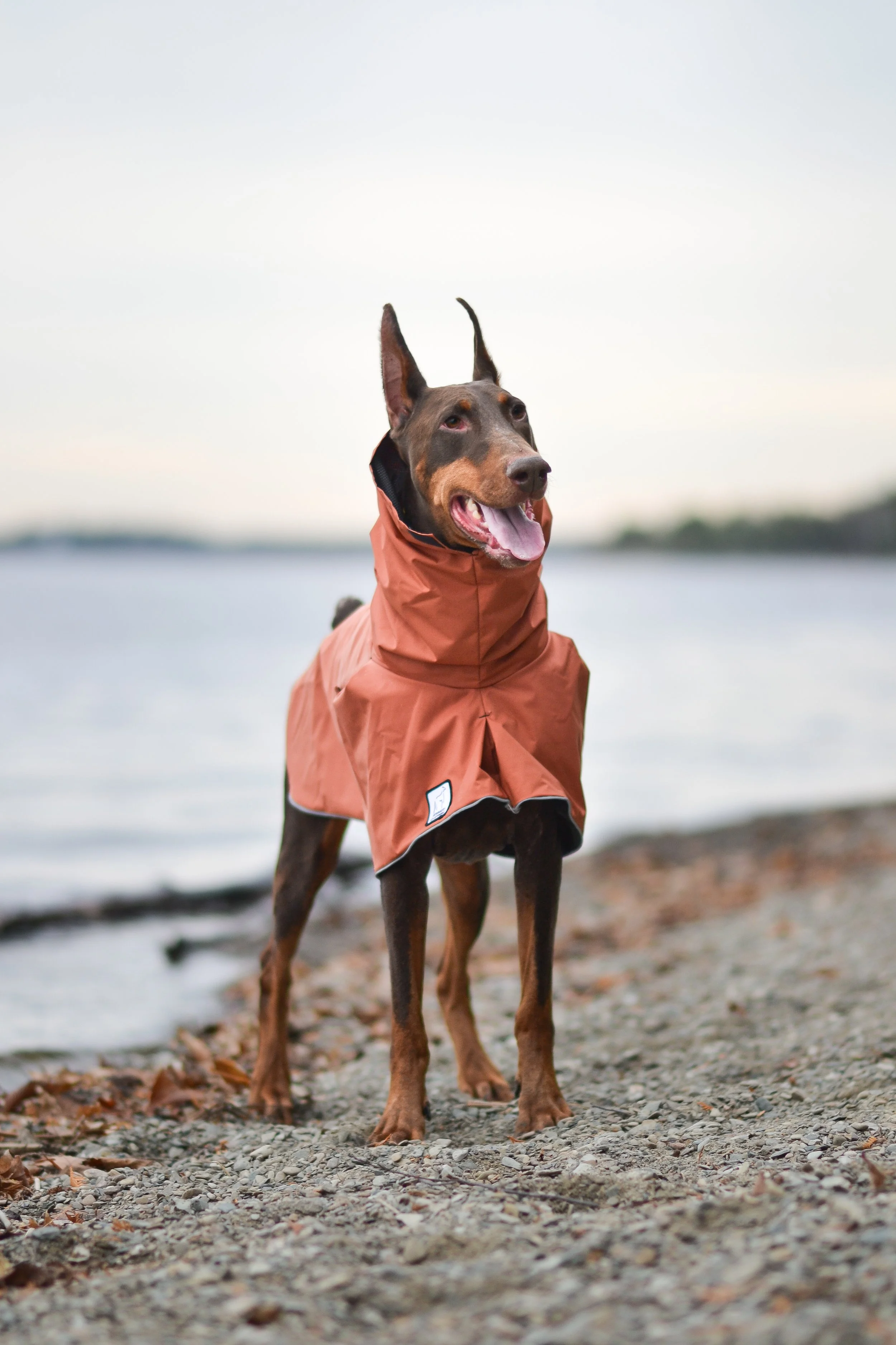 A Doberman dog wearing a burnt orange raincoat, standing on a rocky shore near a body of water with trees in the background.