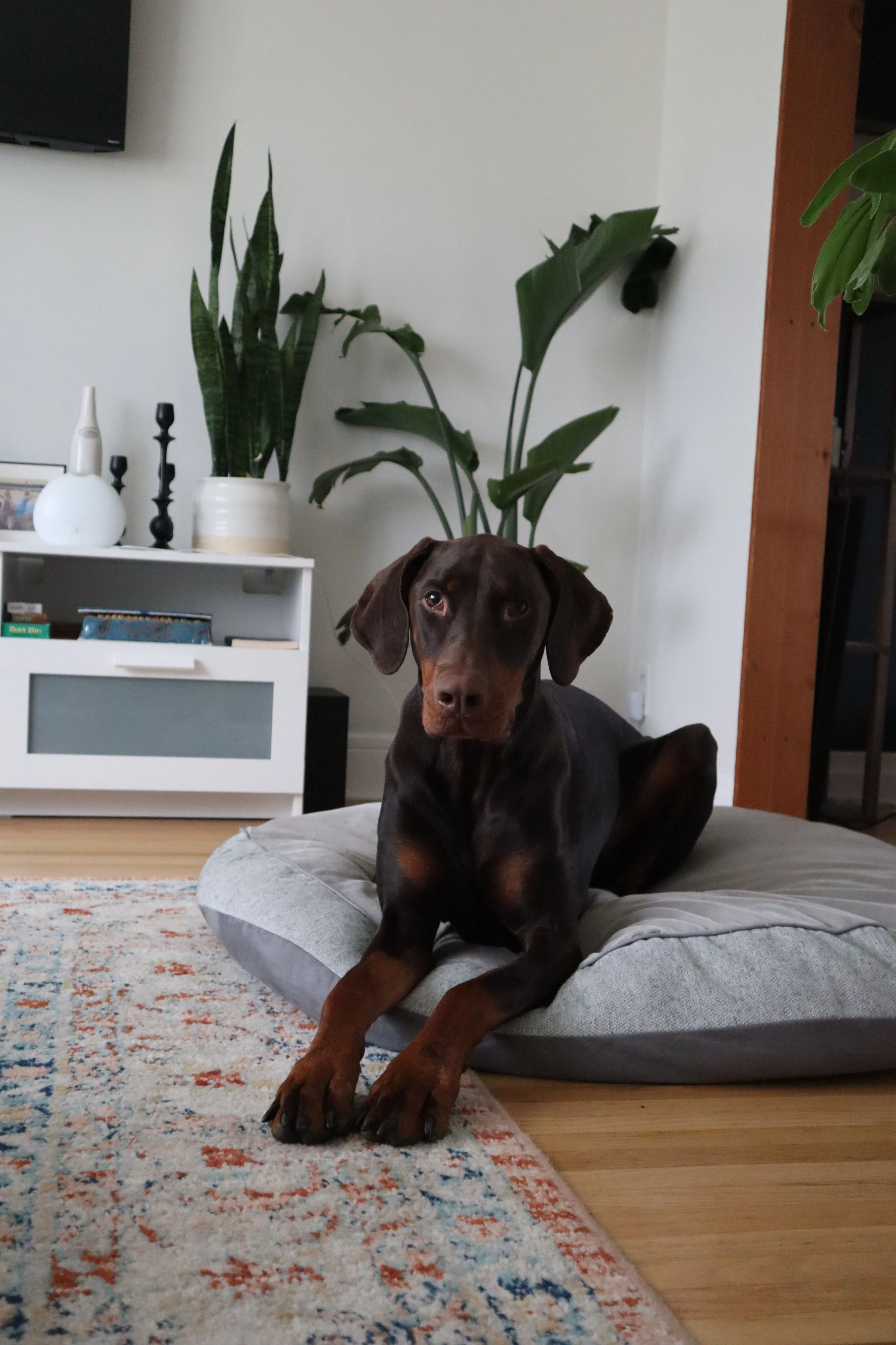 A brown and black dog, possibly a Doberman, lying on a gray pet bed on a wooden floor in a living room. There are tall green plants, white and black decorative items on a small white cabinet, and a wall-mounted television in the background.