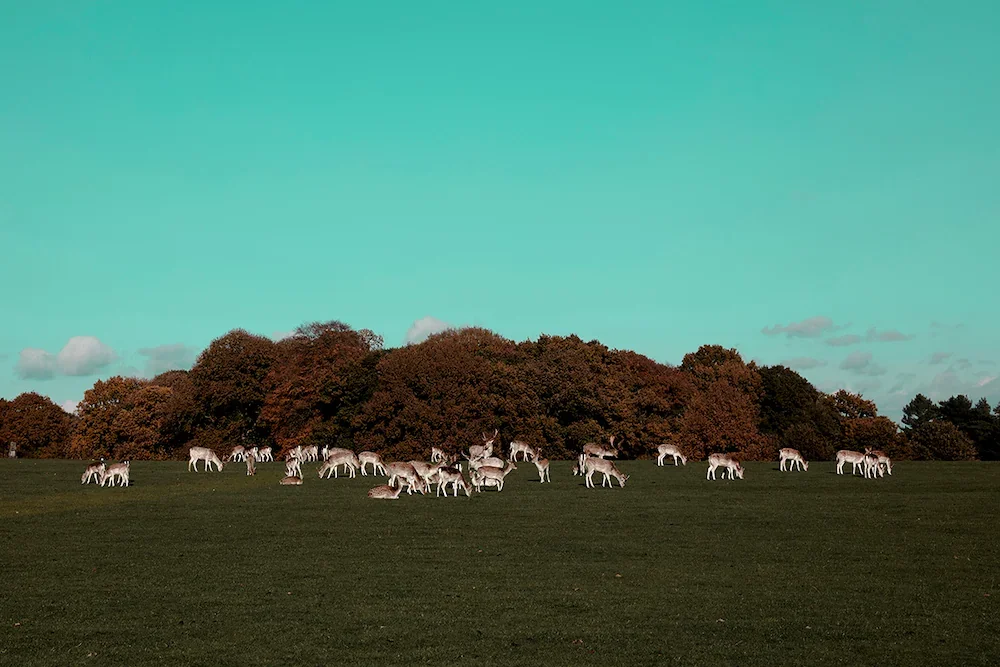 a-herd-of-deer-on-the-grassland-photo-art-print.webp
