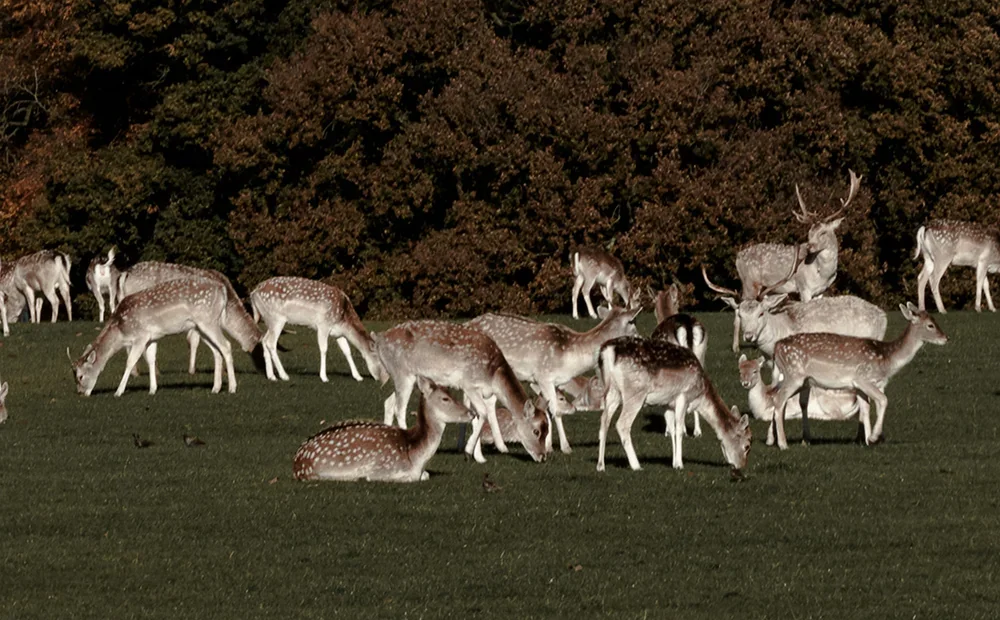 Tatton_Park_deer_close_.webp