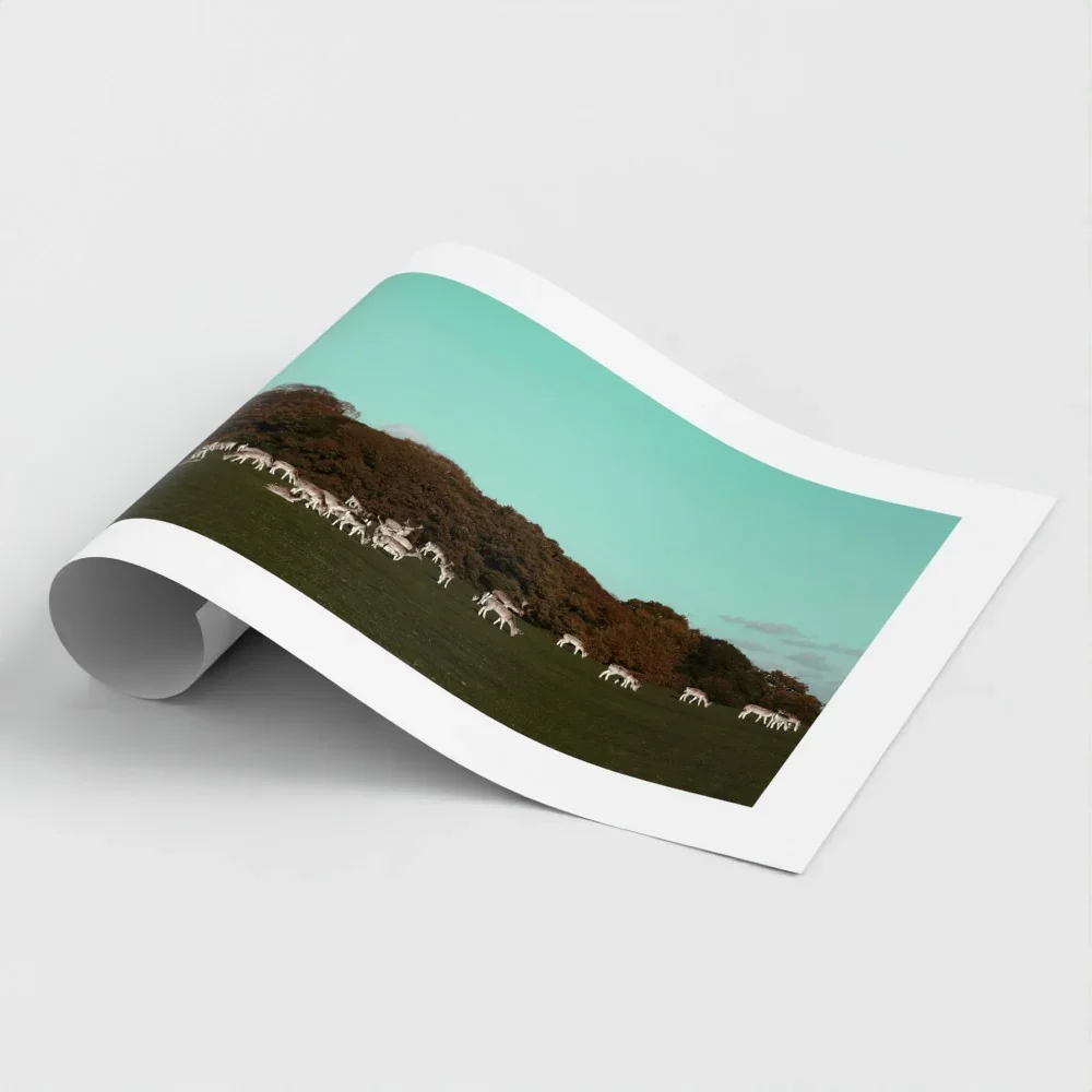 Herd of Deer Fine Art Photography | British Countryside，Serene Landscape Wall Art