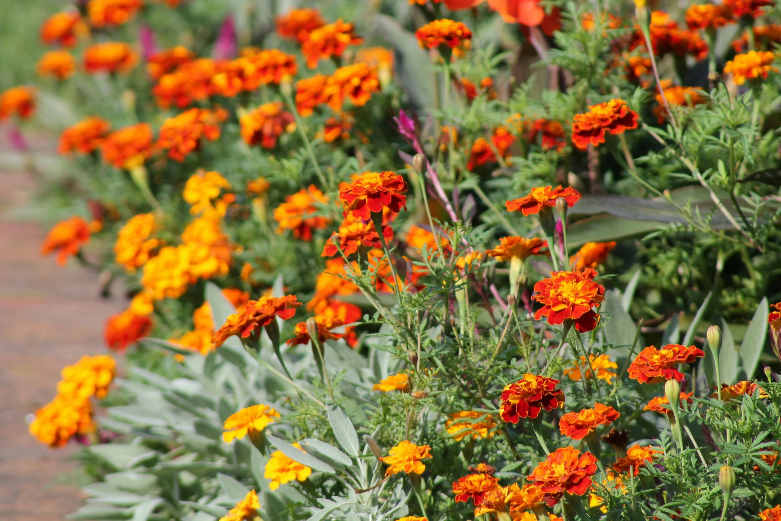 A garden bed filled with vibrant orange and red marigold flowers, with green foliage and stems visible.