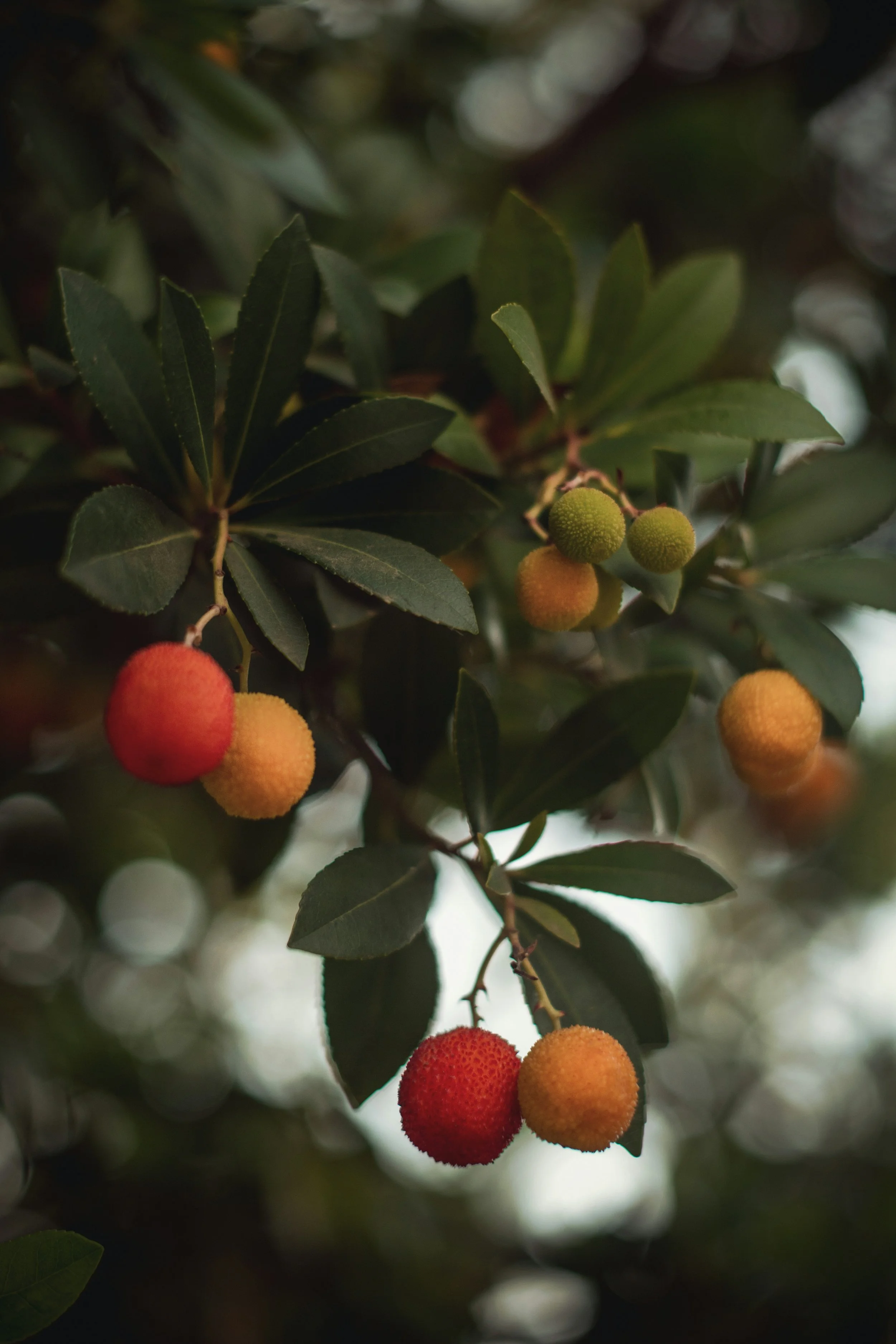 Close-up of green and red berries surrounded by dark green leaves on a tree branch.