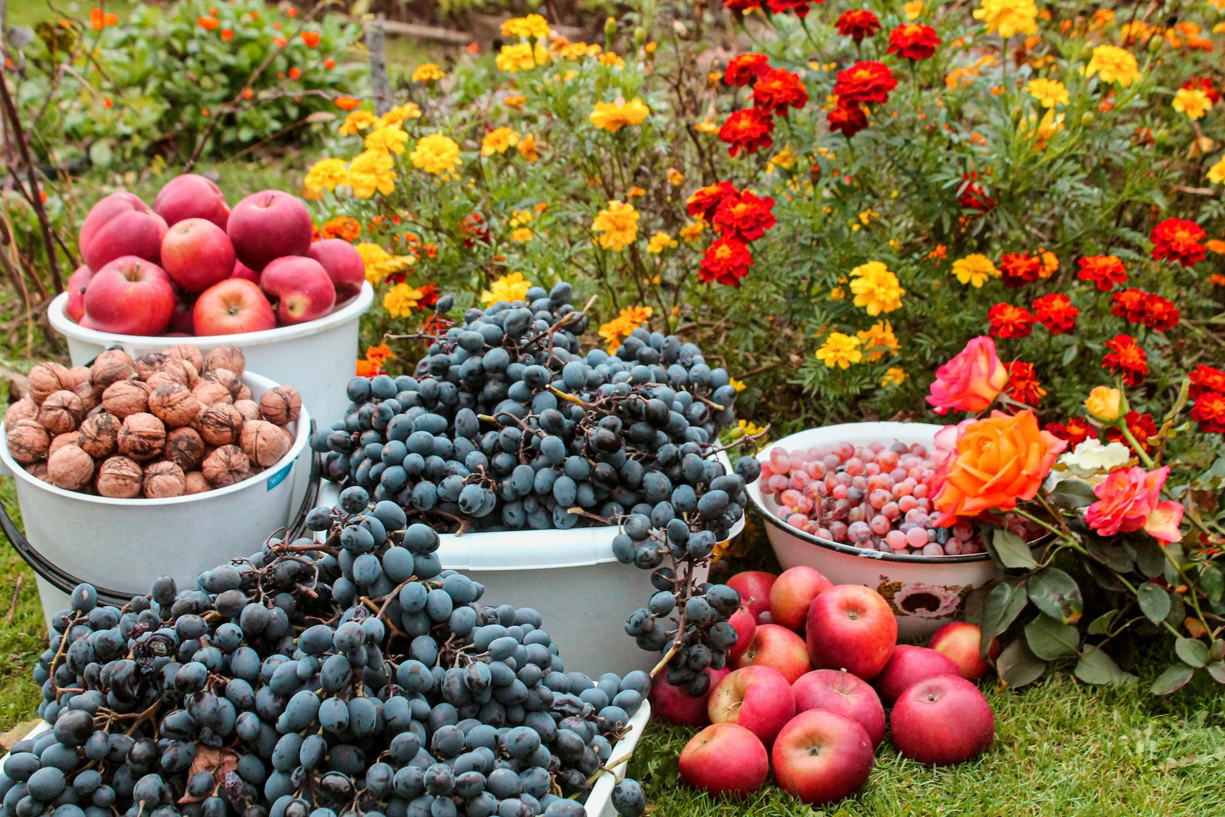 Baskets of apples, black grapes, walnuts, and red and yellow flowering plants outdoors.