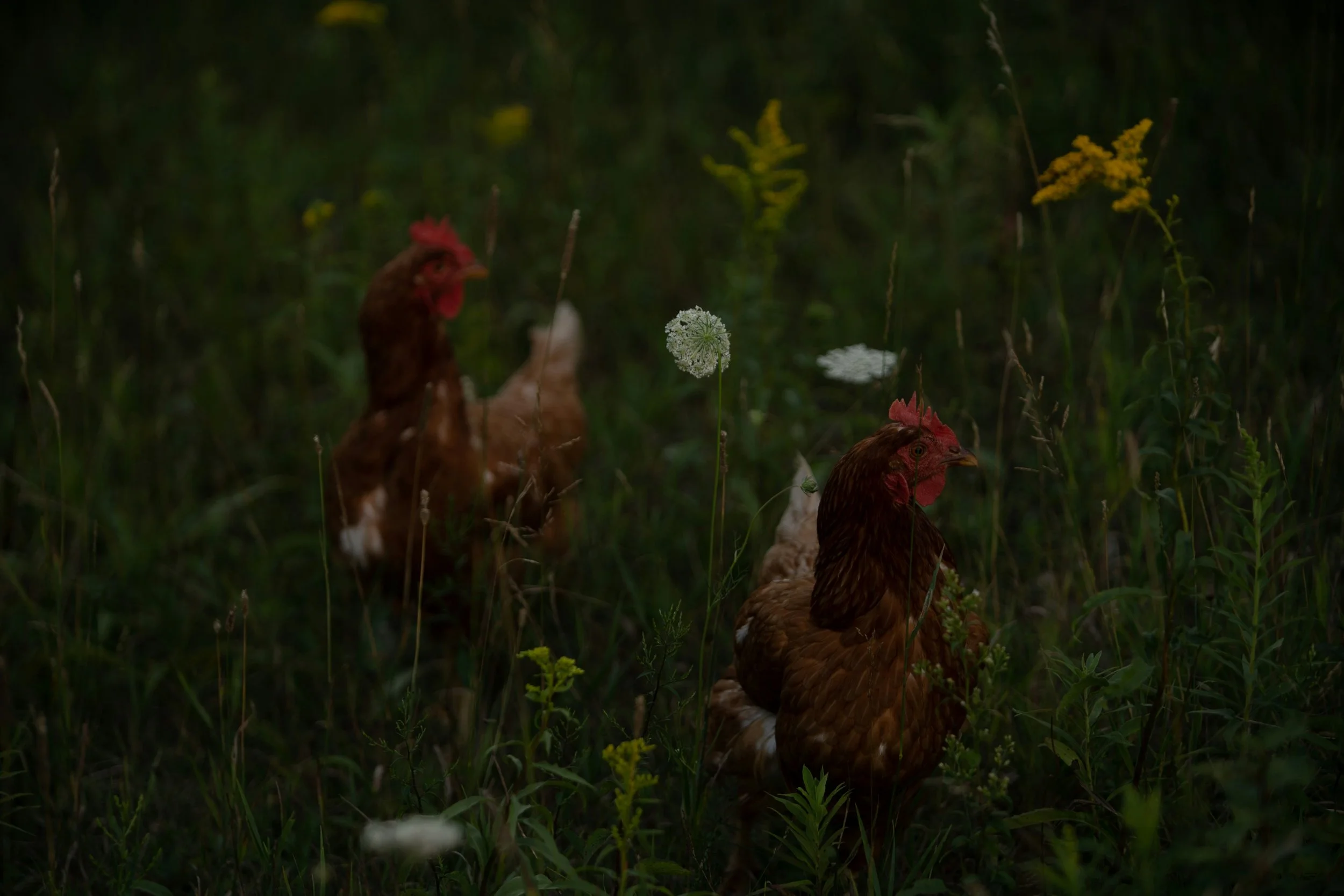 Three hens in a grassy field with yellow, white, and brown wildflowers, under low light conditions.