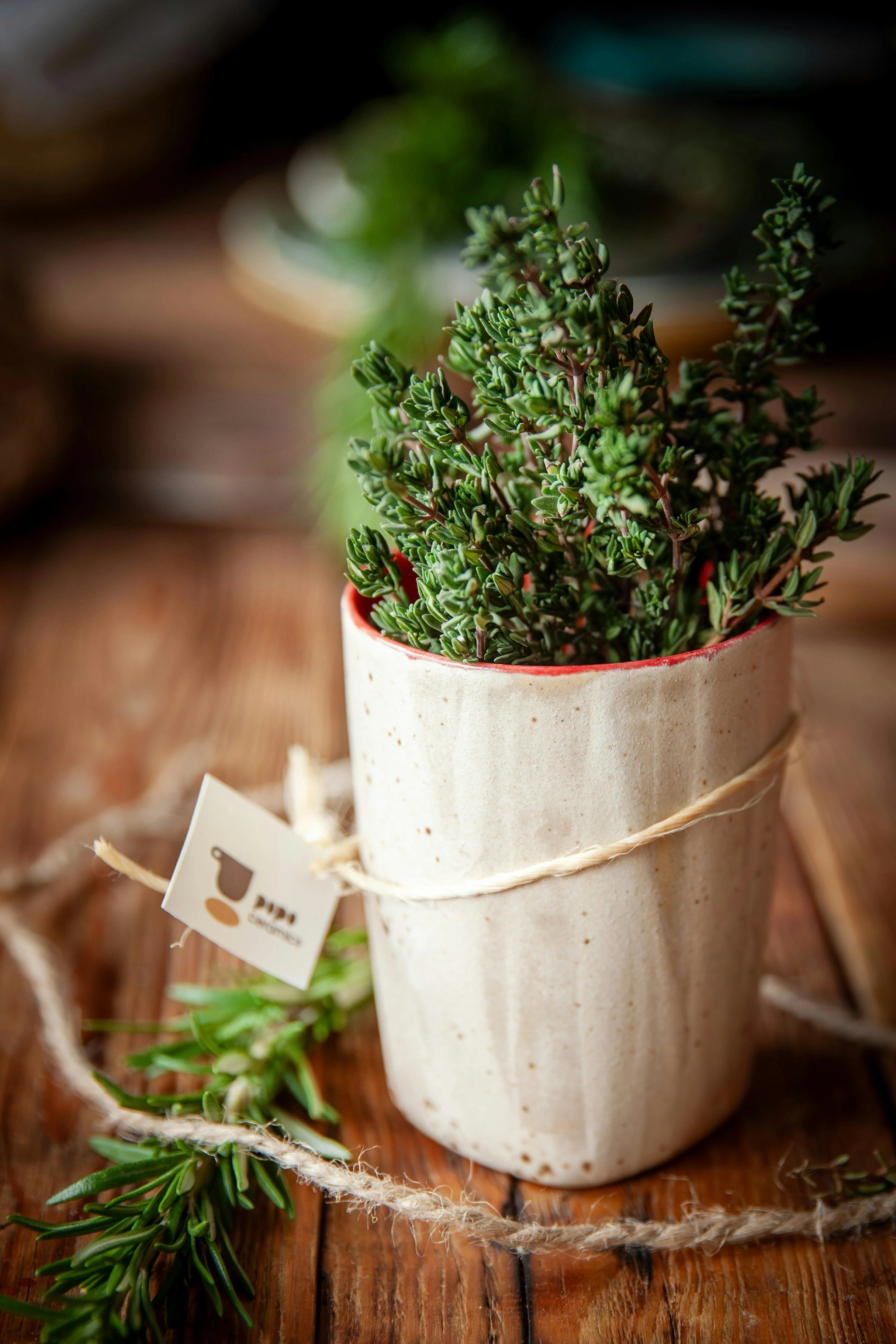 A small potted succulent plant with green, fleshy leaves in a white ceramic pot on a wooden surface, decorated with a simple twine wrap and a small tag.