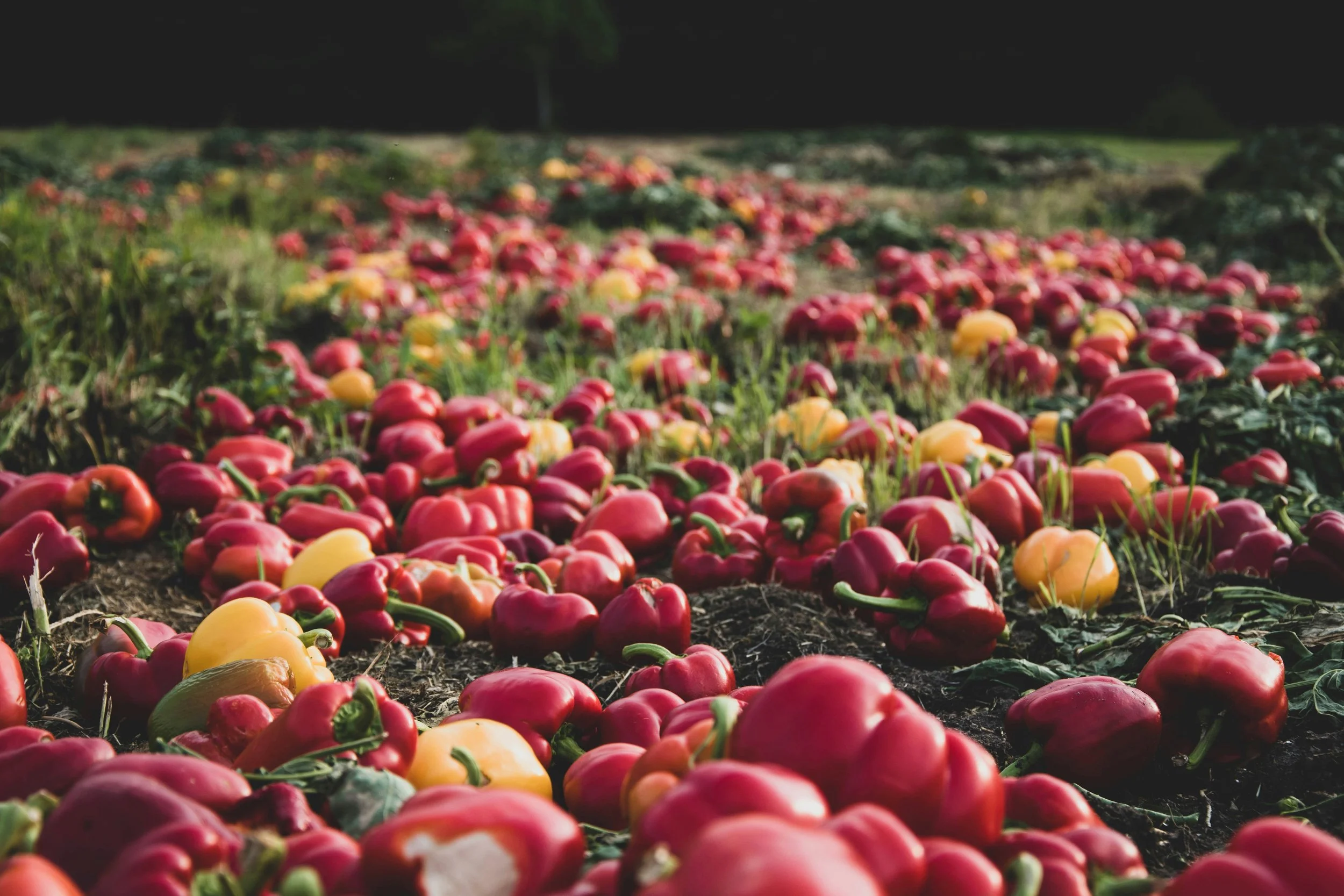 A garden bed filled with colorful bell peppers, including red, yellow, and orange, growing in rows with dark soil and green plants surrounding them.