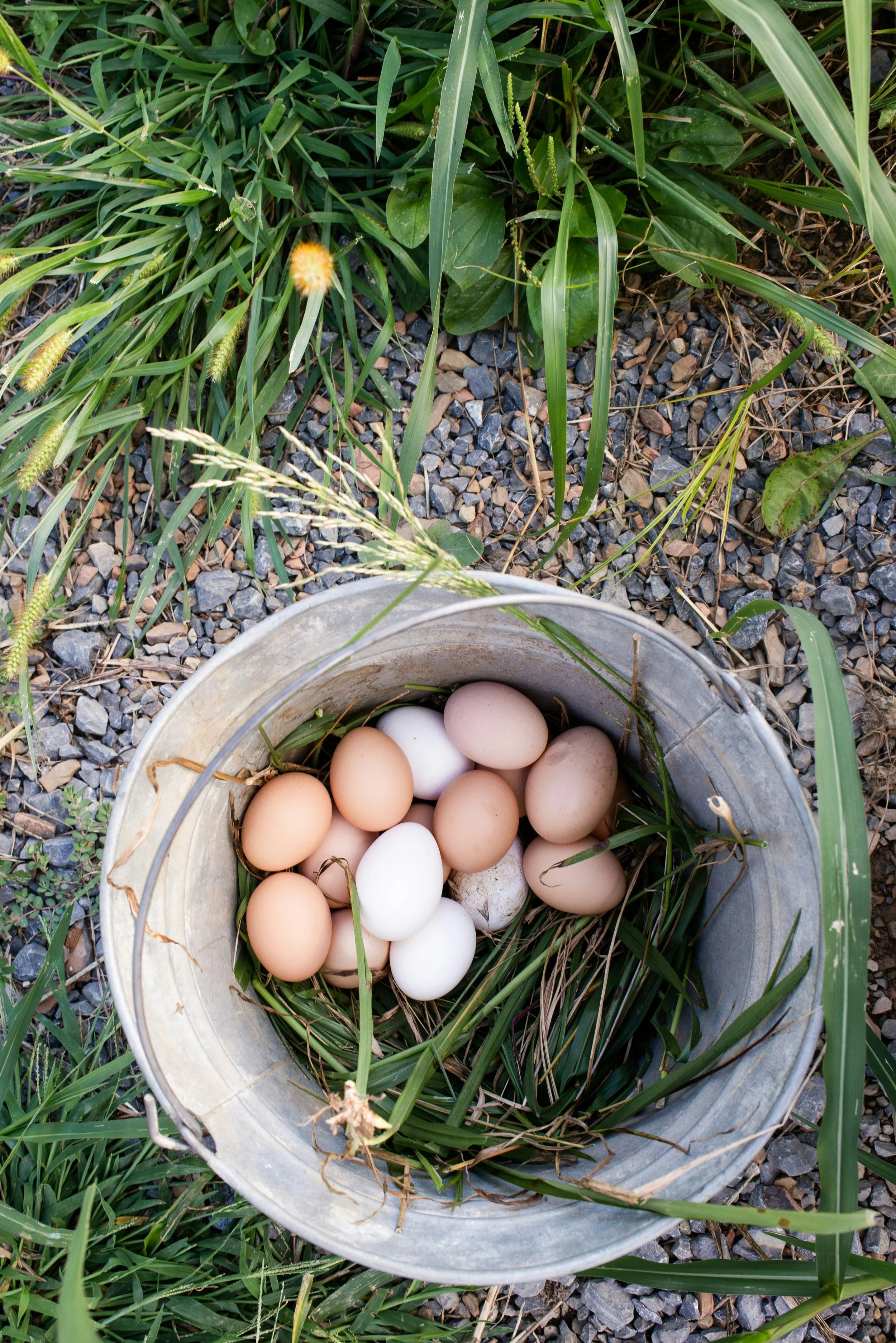 A bucket filled with eggs placed among green grass and plants on a gravel surface.