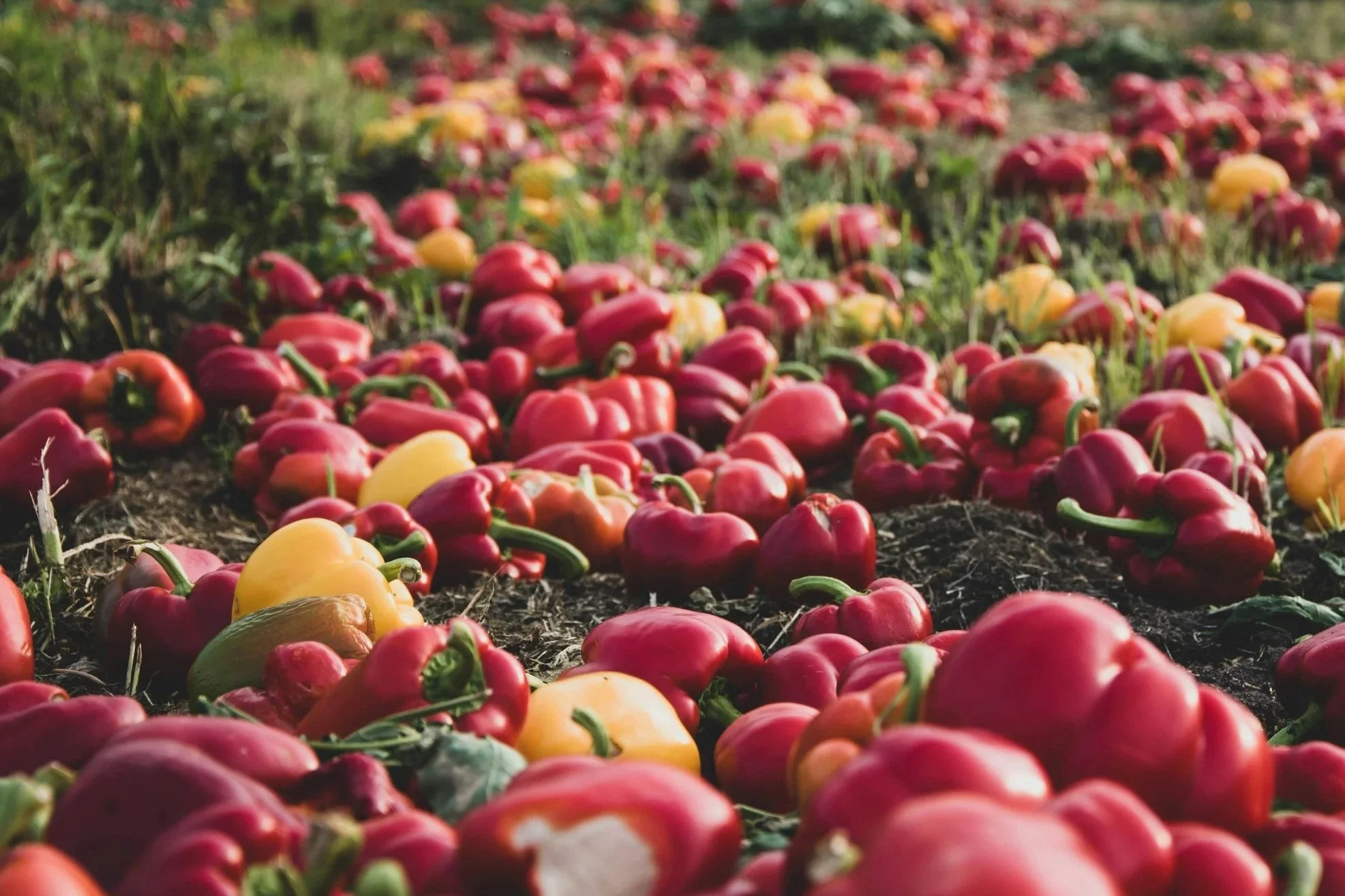 A field of red, yellow, and orange bell peppers lying on the soil in a farm or garden.