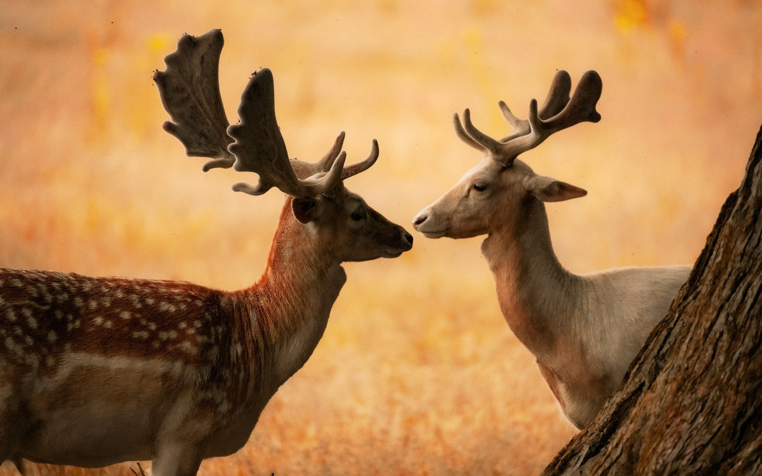 Two deer with large antlers touching noses in a forest setting.